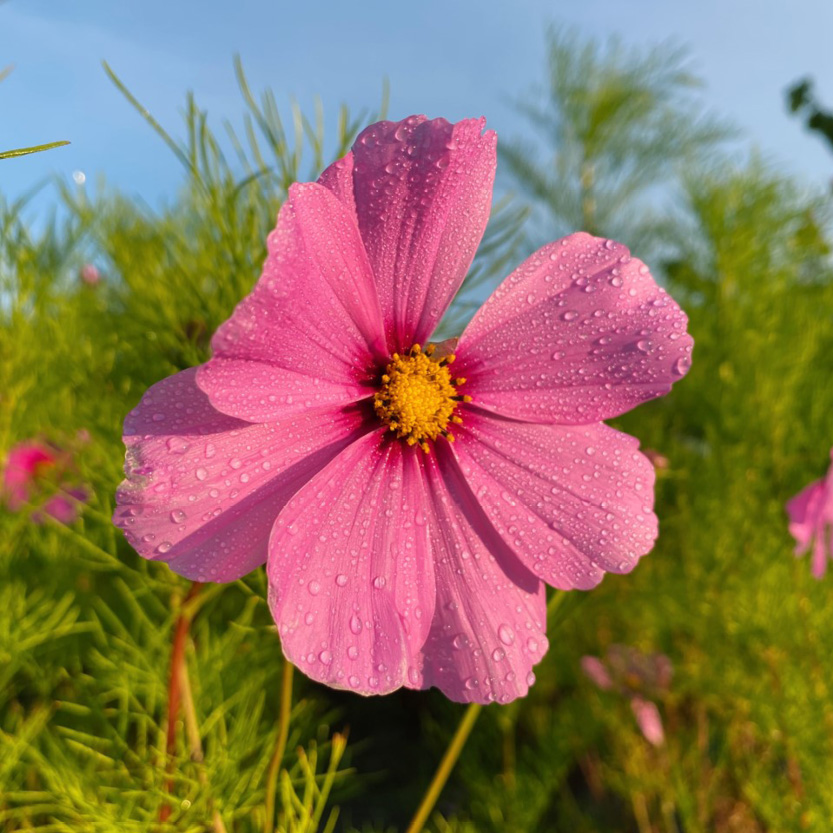 Eetbare cosmeabloem in wit tot diep fuchsia met geel hartje, geoogst door Stadsjochies Urban Farm