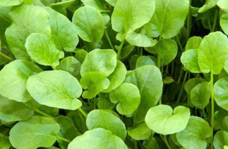 American land cress met peperige smaak, geoogst door Stadsjochies Urban Farm