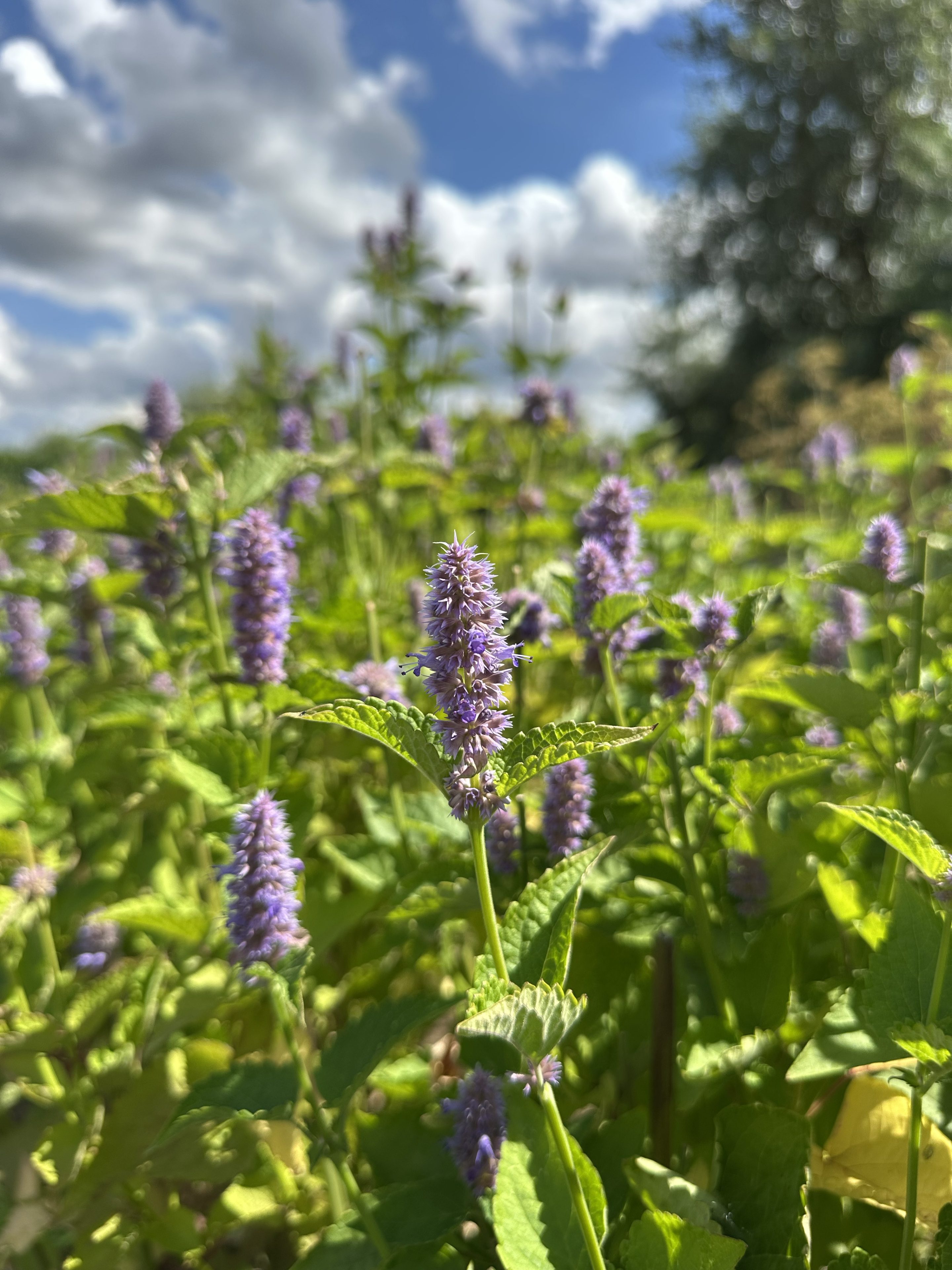 Eetbare anijshyssop bloem met fijne paarsblauwe bloempjes, geoogst door Stadsjochies Urban Farm