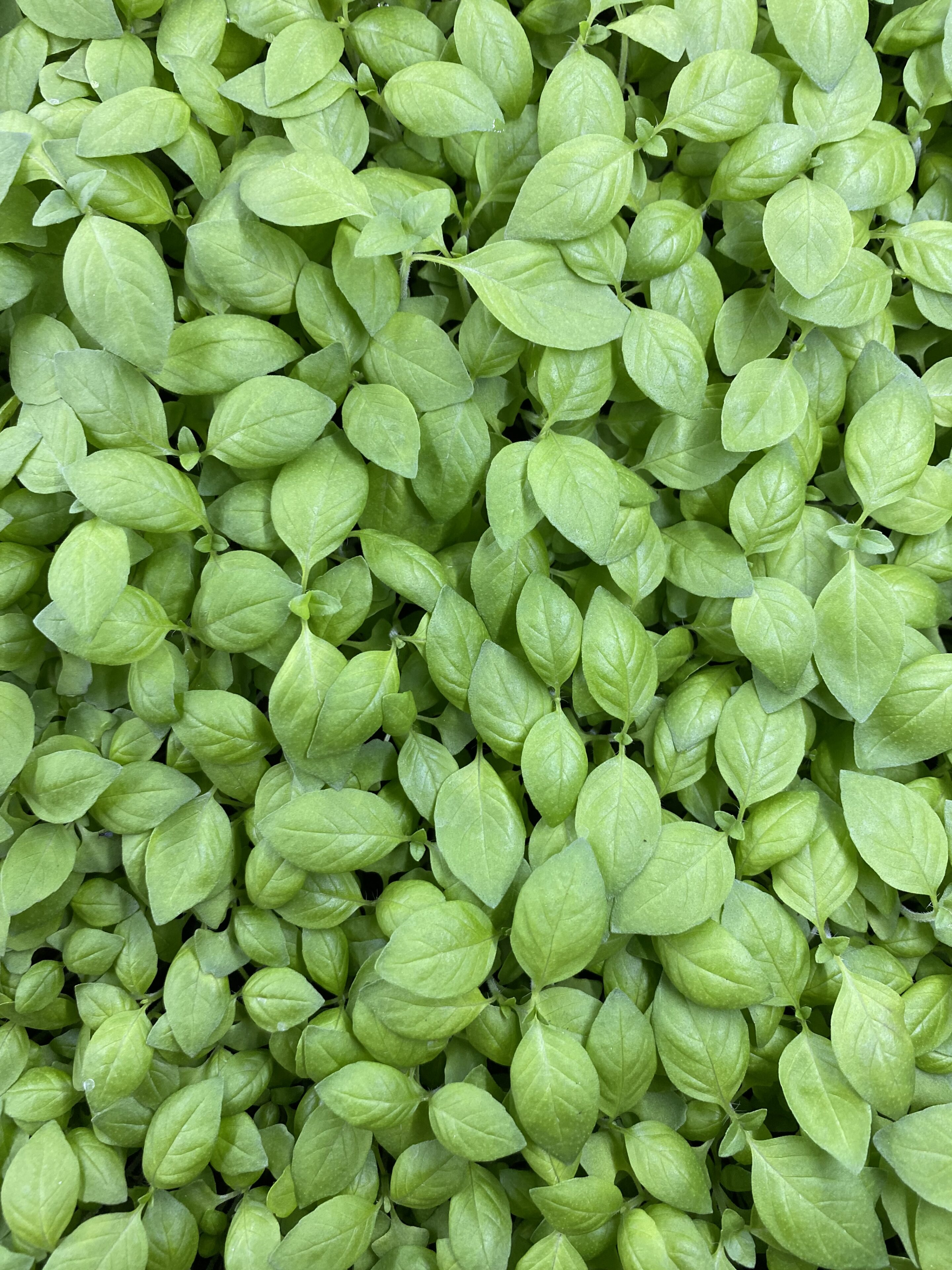 Basilicum lime cress met kleine, spitse blaadjes, geoogst door Stadsjochies Urban Farm