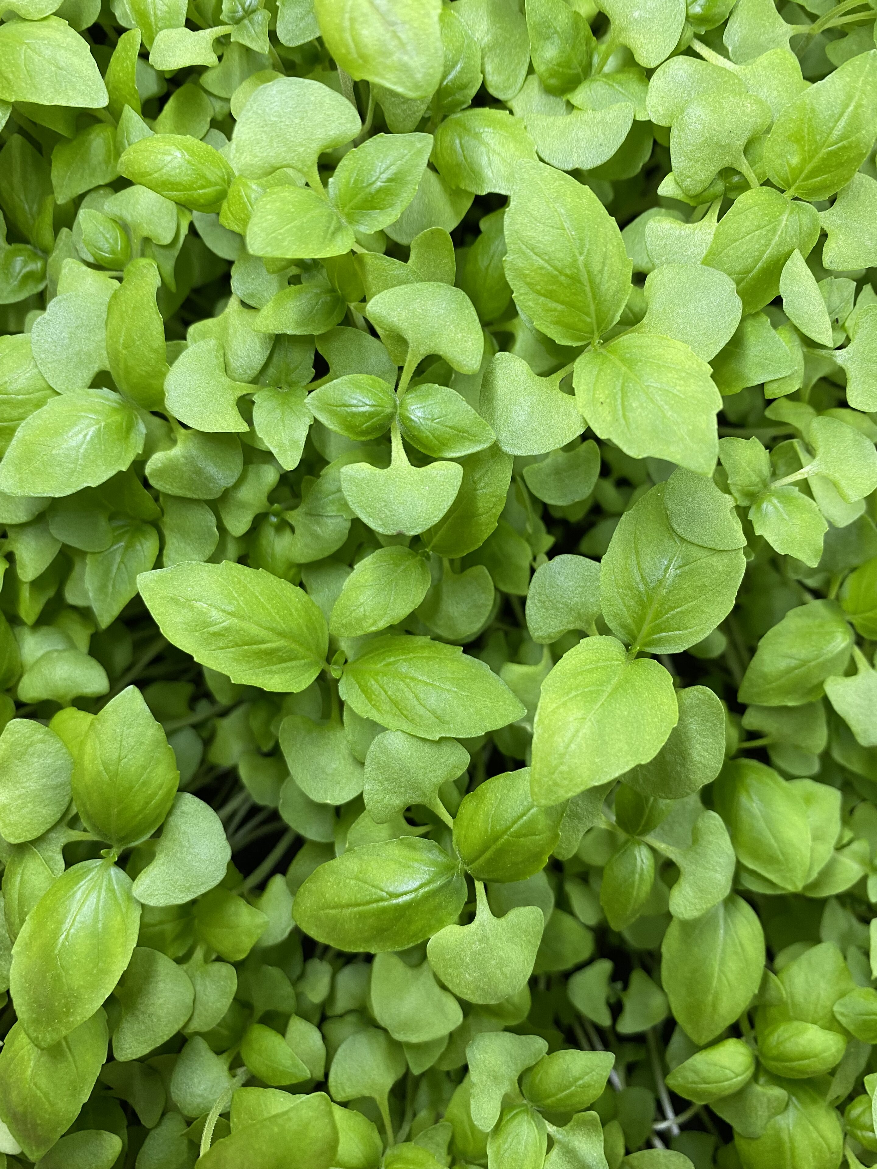 Basilicum mint cress met frisminty basilicumsmaak, geoogst door Stadsjochies Urban Farm