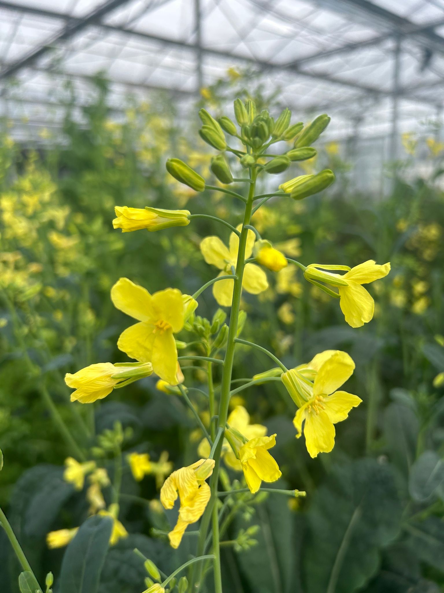 Eetbare boerenkoolbloem met lichtgele bloemetjes in kleine trosjes, geoogst door Stadsjochies Urban Farm