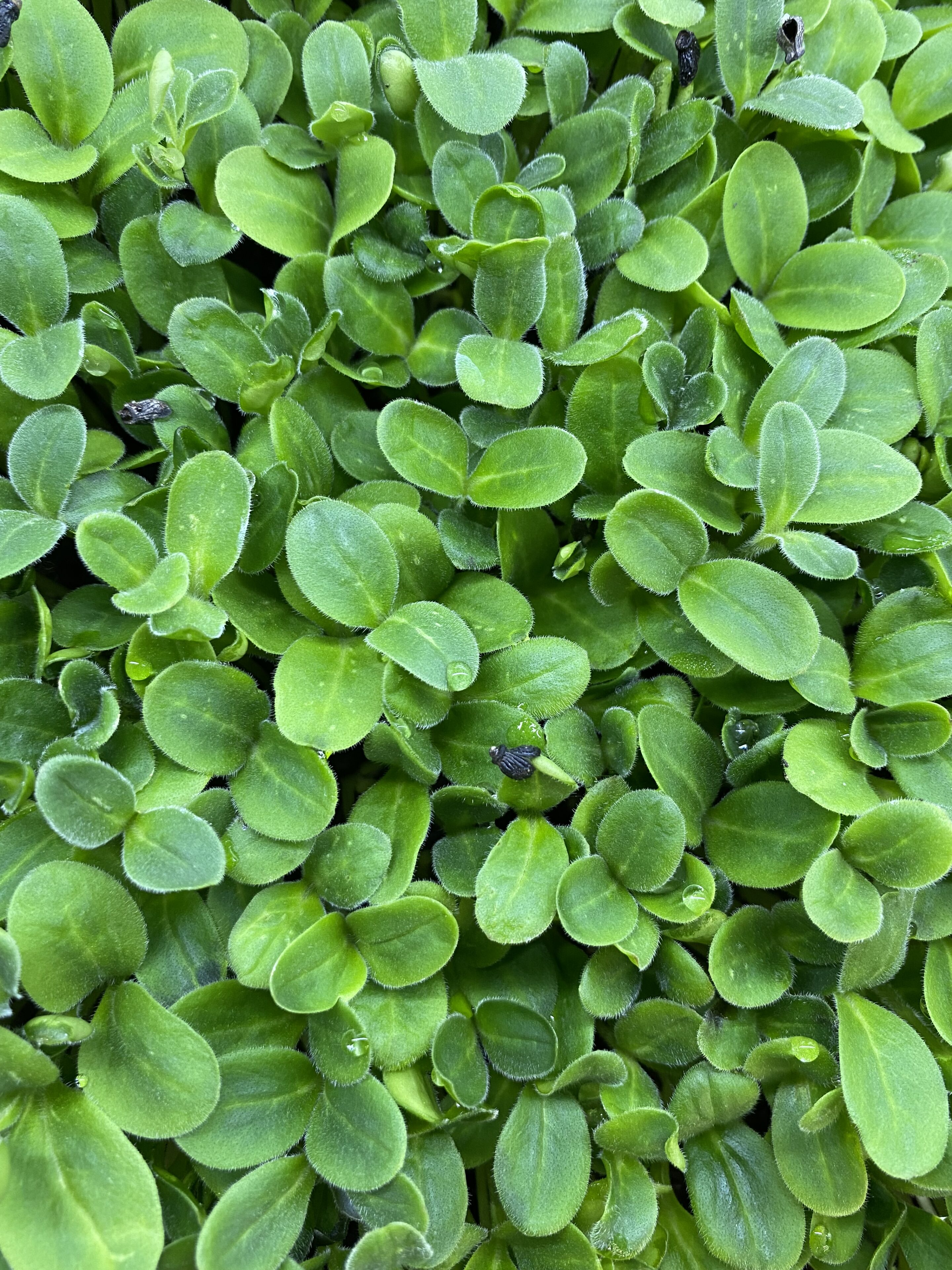Borage cress met ziltige, komkommerachtige smaak, geoogst door Stadsjochies Urban Farm