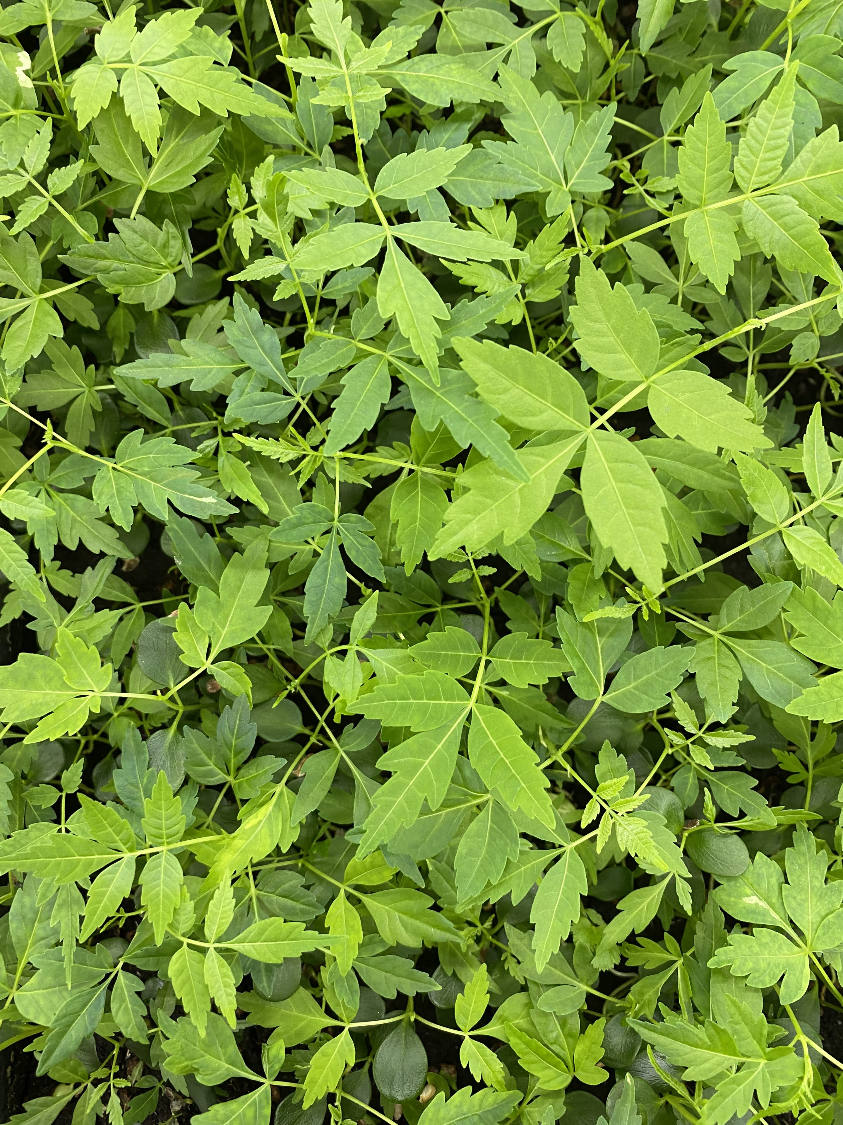 Chinese mahogany cress met knoflook-nootachtige smaak, geoogst door Stadsjochies Urban Farm