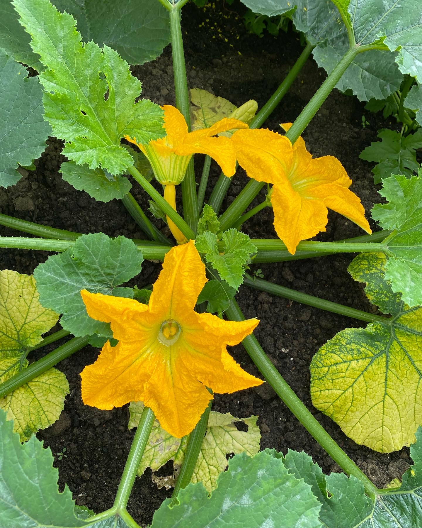 Eetbare courgettebloem, grote gele bloem van de courgetteplant, geoogst door Stadsjochies Urban Farm