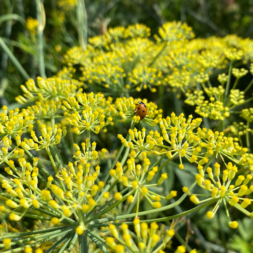Eetbare dillebloem met kleine gele bloemschermen, geoogst door Stadsjochies Urban Farm