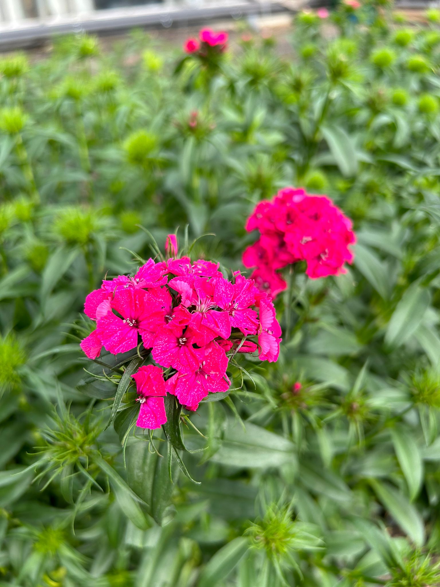 Eetbare duizendschoonbloem in roze en rode tinten, geoogst door Stadsjochies Urban Farm