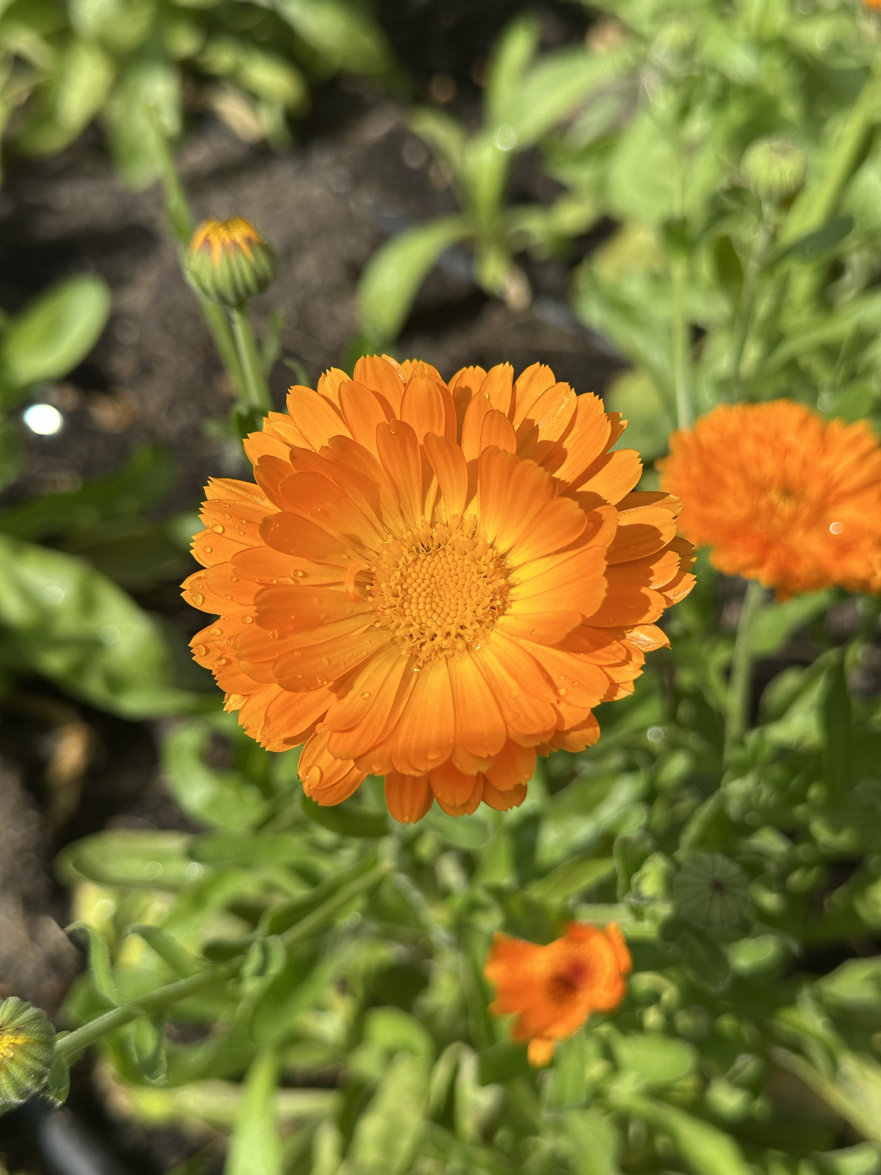 Eetbare goudsbloem in felgeel en oranje, geoogst door Stadsjochies Urban Farm