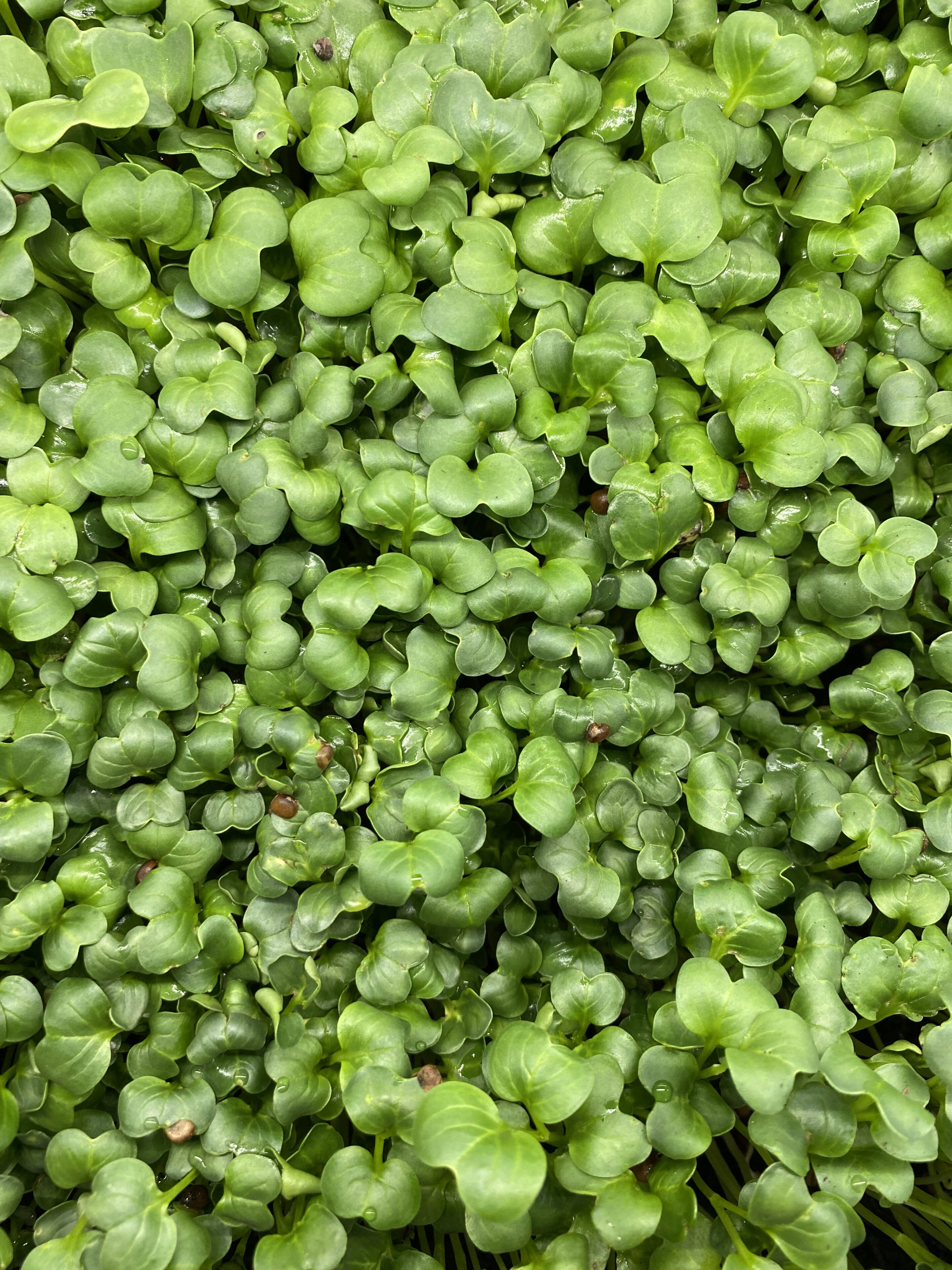 Groene daikon cress met scherpe rettichsmaak, geoogst door Stadsjochies Urban Farm
