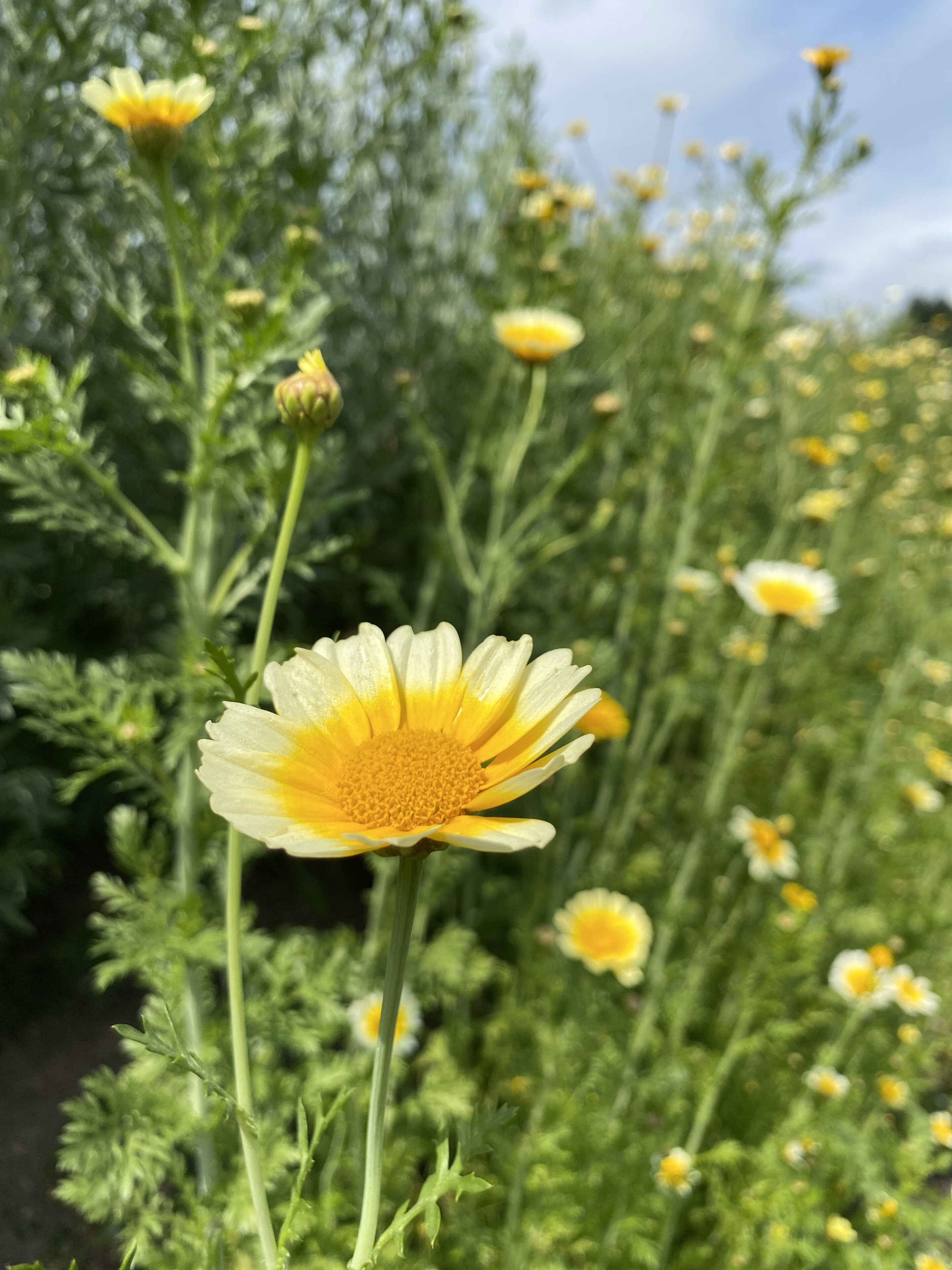 Eetbare Japanse chrysantbloem met roomwitte tot gele blaadjes, geoogst door Stadsjochies Urban Farm