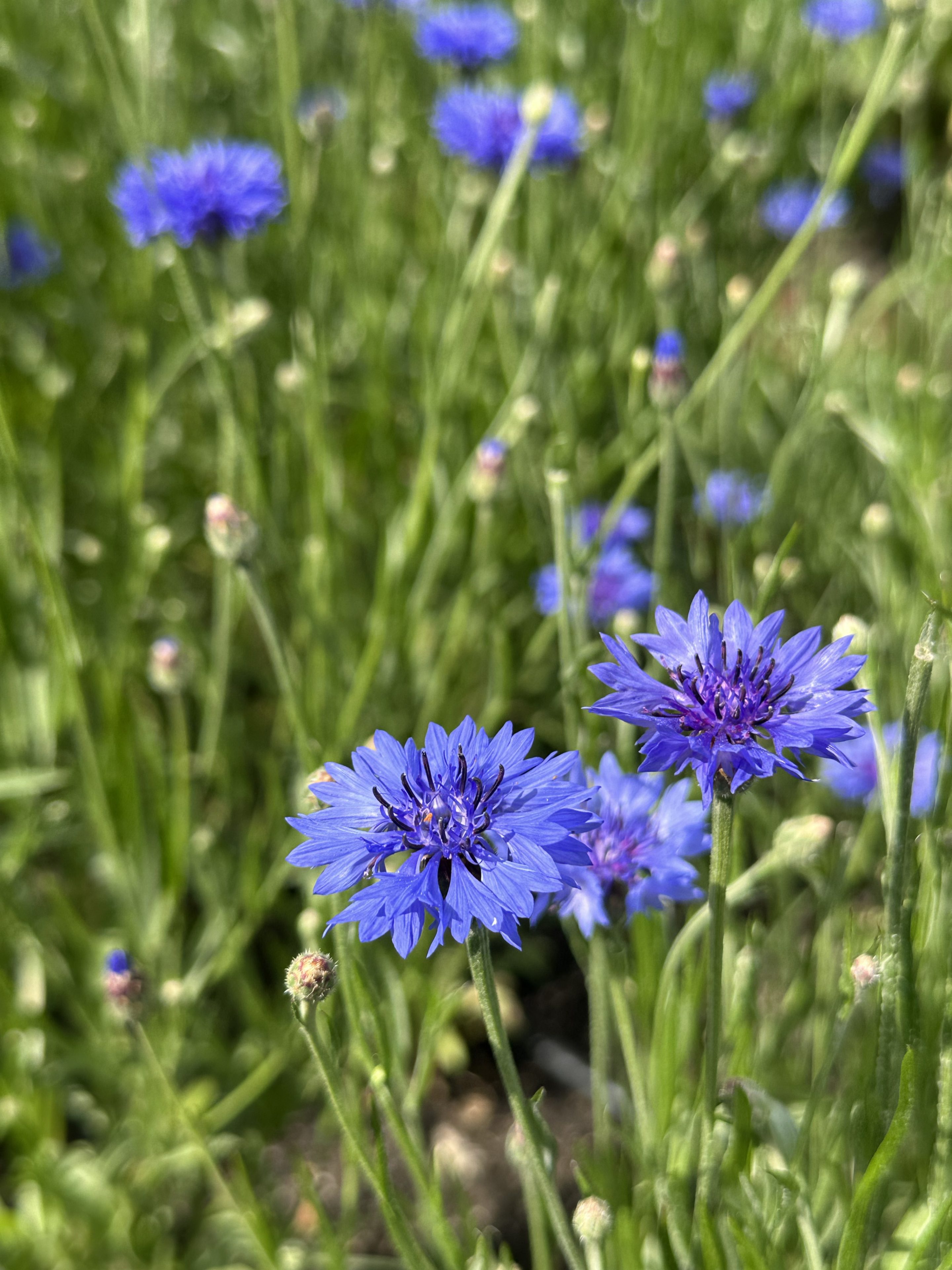Eetbare korenbloem in blauw, wit, roze en paars, geoogst door Stadsjochies Urban Farm
