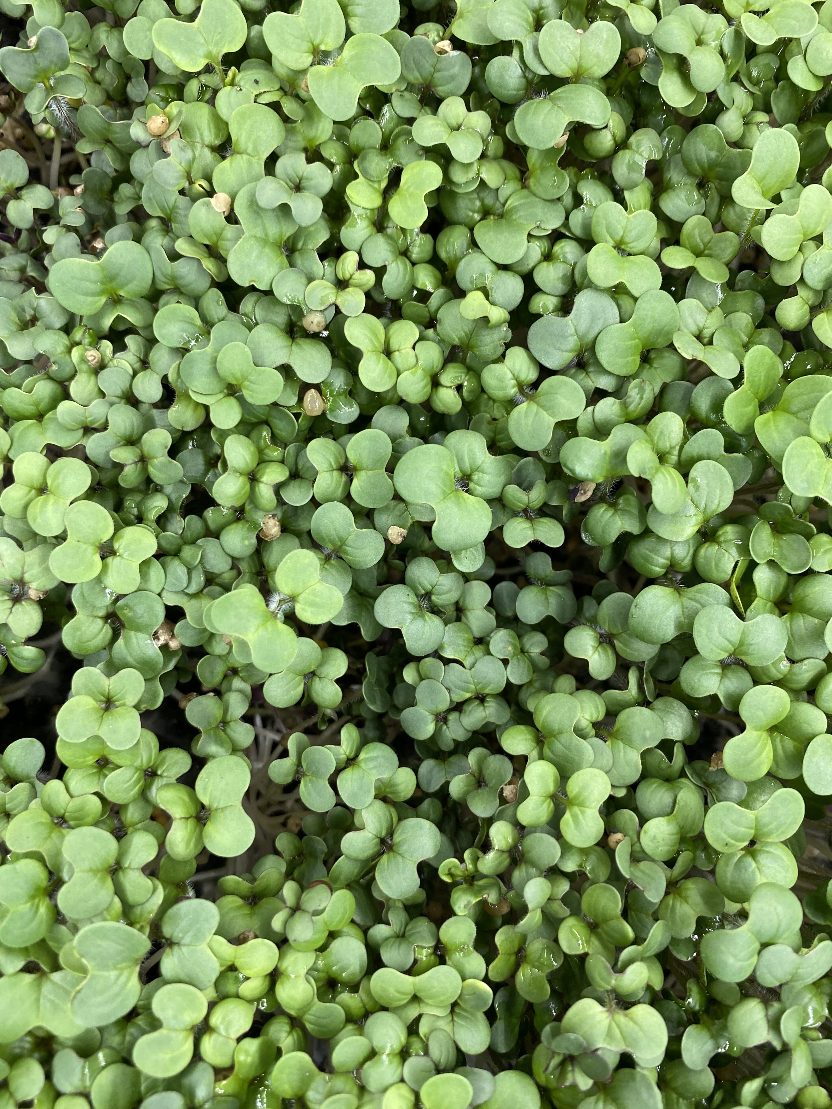 Mosterd cress groen met sterke wasabi- en mosterdsmaak, geoogst door Stadsjochies Urban Farm
