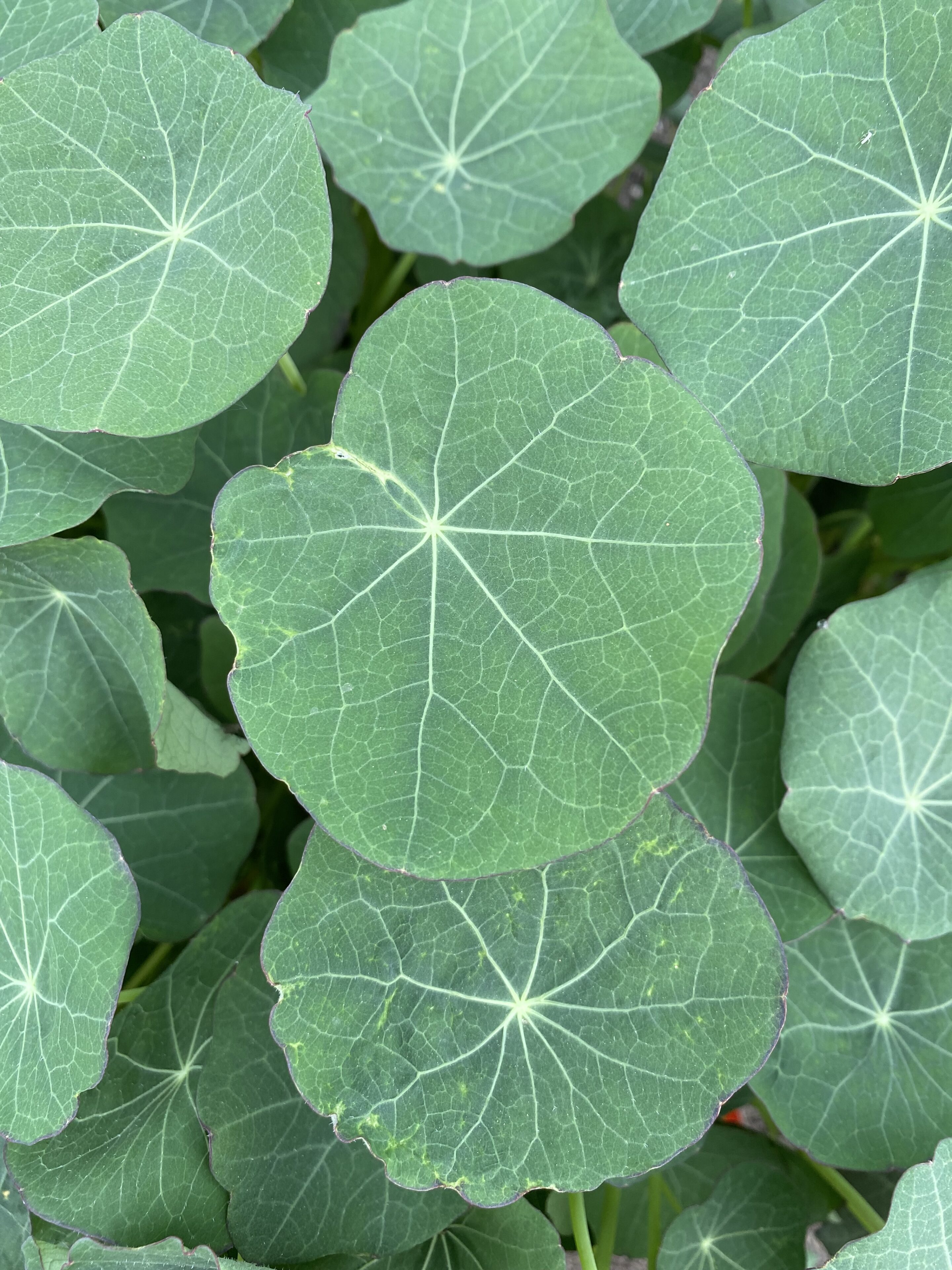 Oost-Indische kers cress met schildvormige blaadjes, geoogst door Stadsjochies Urban Farm