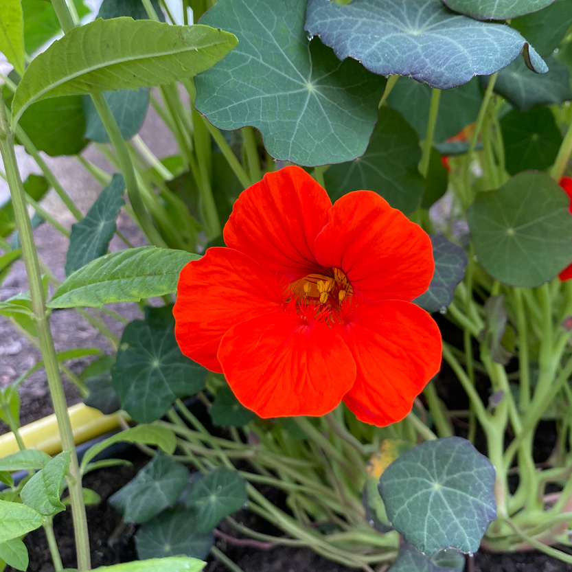 Eetbare Oost-Indische kersbloem in oranje, geel en rode tinten, geoogst door Stadsjochies Urban Farm