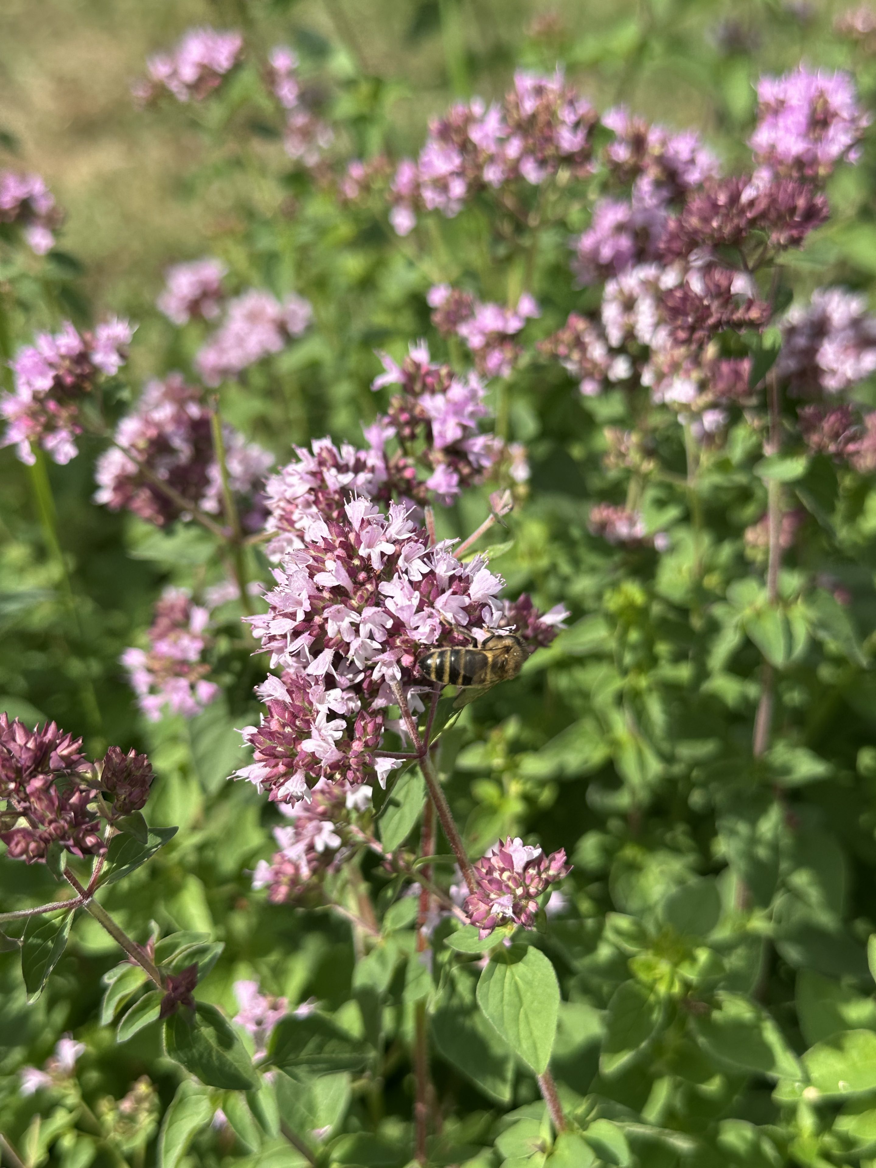 Eetbare oreganobloem in bundeltjes paars-roze bloempjes, geoogst door Stadsjochies Urban Farm