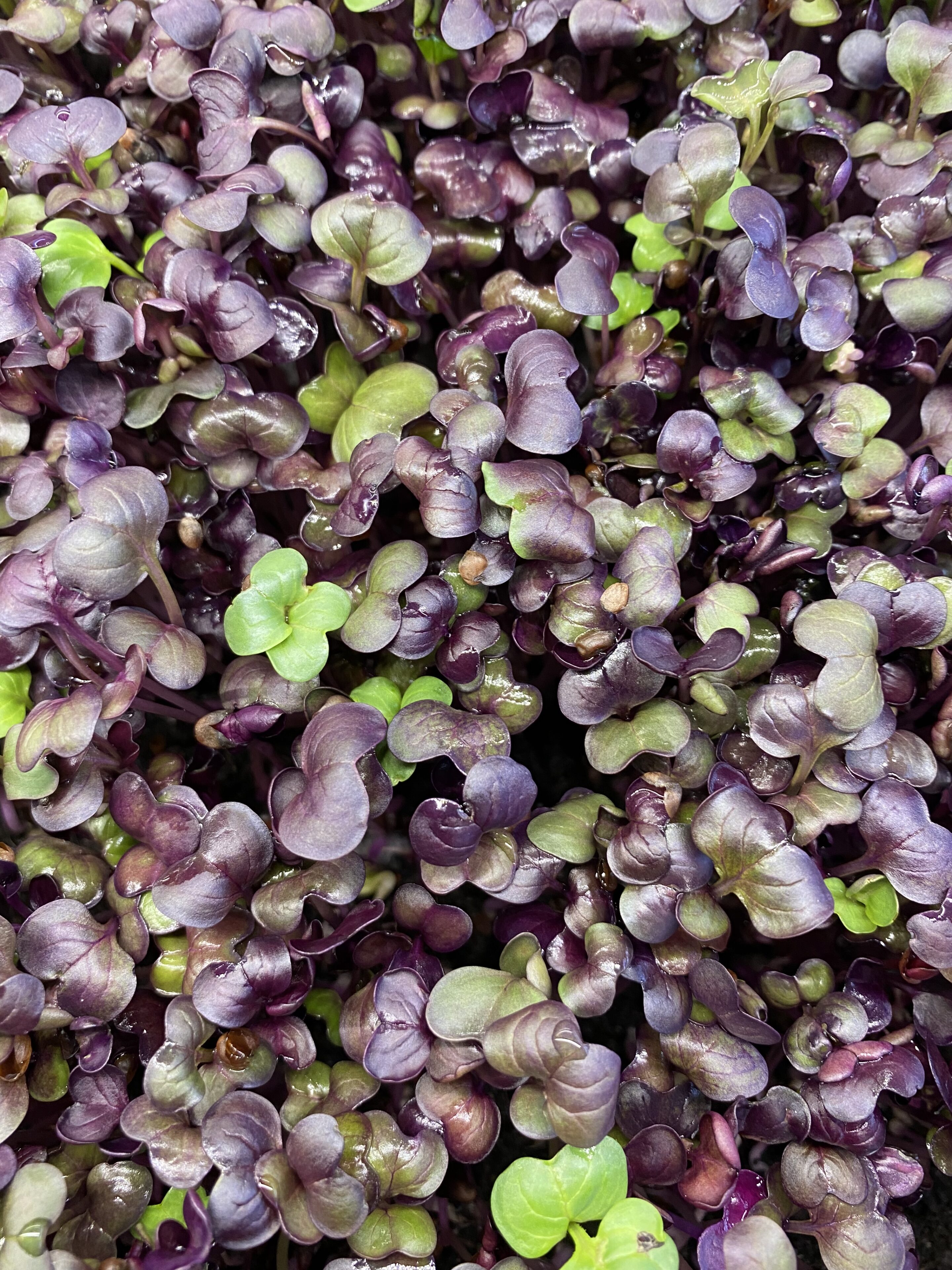Rode daikon cress met opvallende rode kleur, geoogst door Stadsjochies Urban Farm