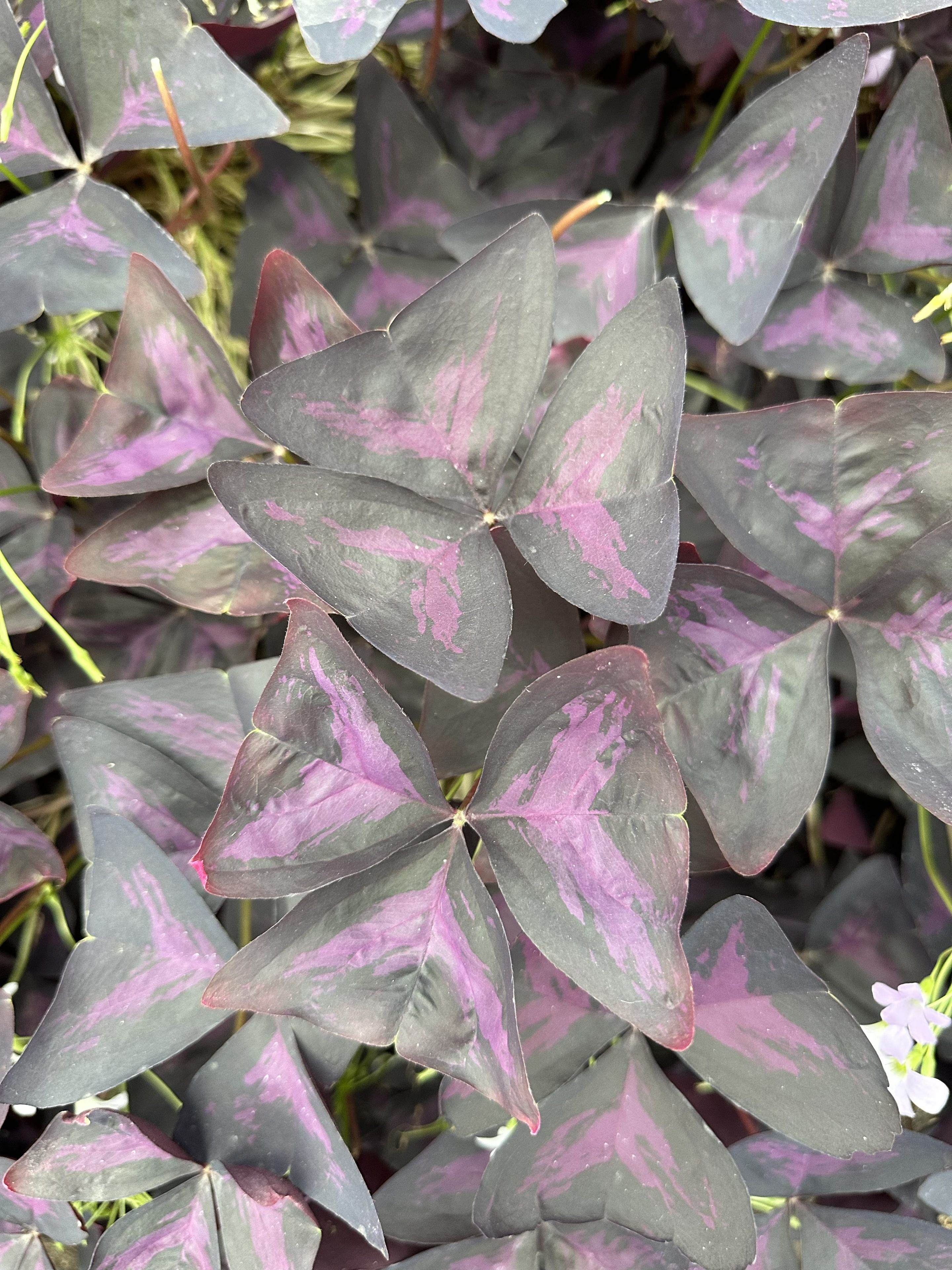 Eetbare rode oxalis bladtops met dieppaars blad en zachtroze bloempjes, geoogst door Stadsjochies Urban Farm