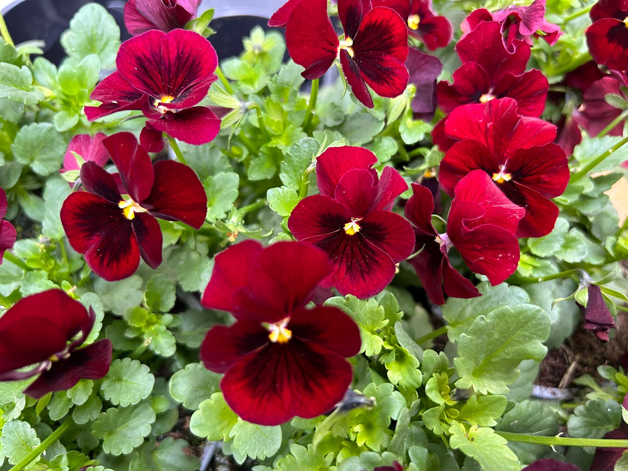 Eetbare viooltjes in geel, oranje, paars en blauw, geoogst door Stadsjochies Urban Farm