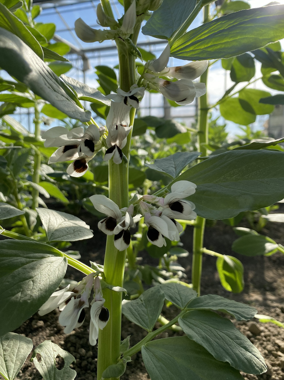 Eetbare tuinboonbloem in zwart-wit, wit en roze varianten, geoogst door Stadsjochies Urban Farm