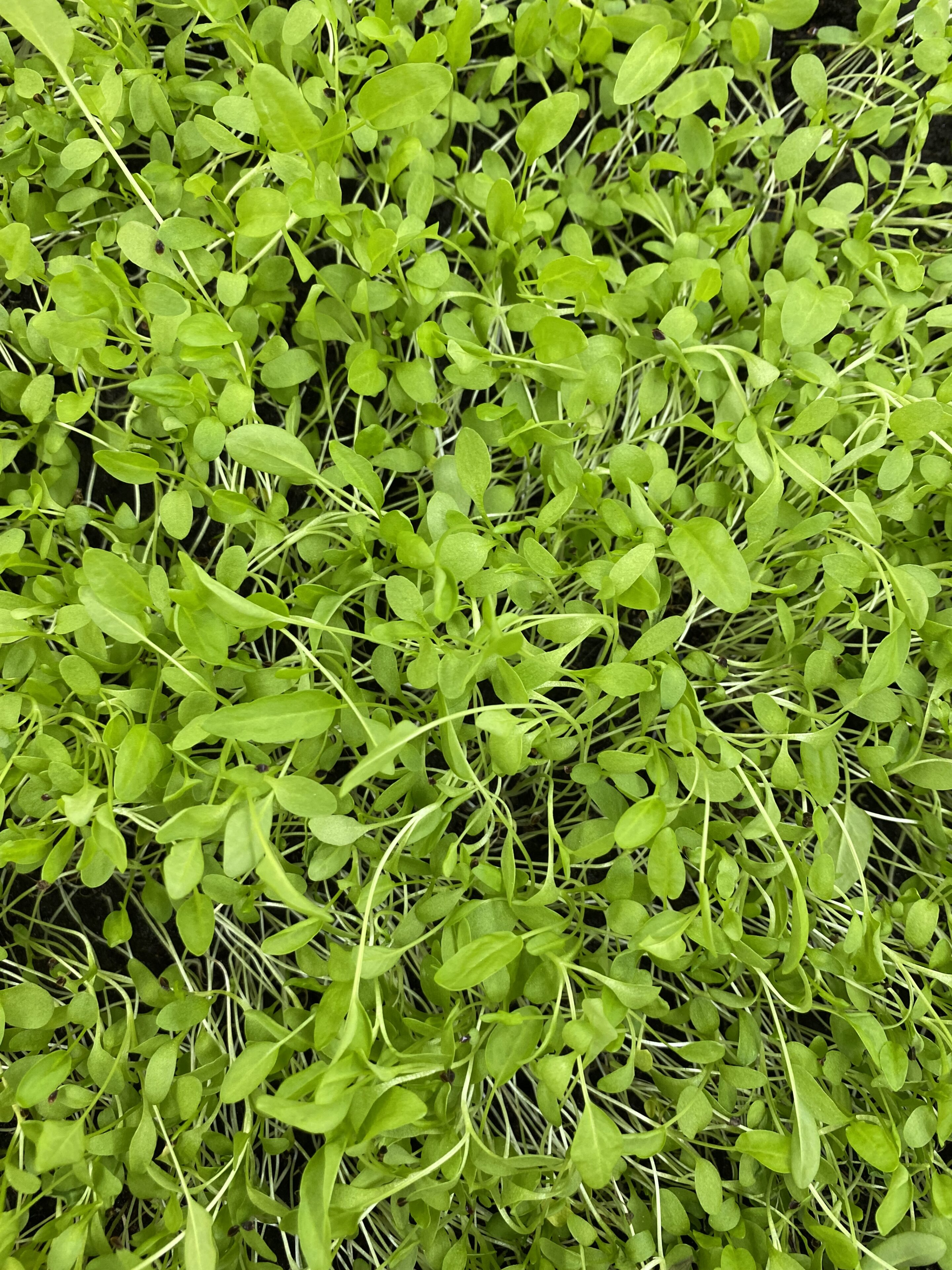 Rabarber zuring cress met citroenachtige smaak, geoogst door Stadsjochies Urban Farm