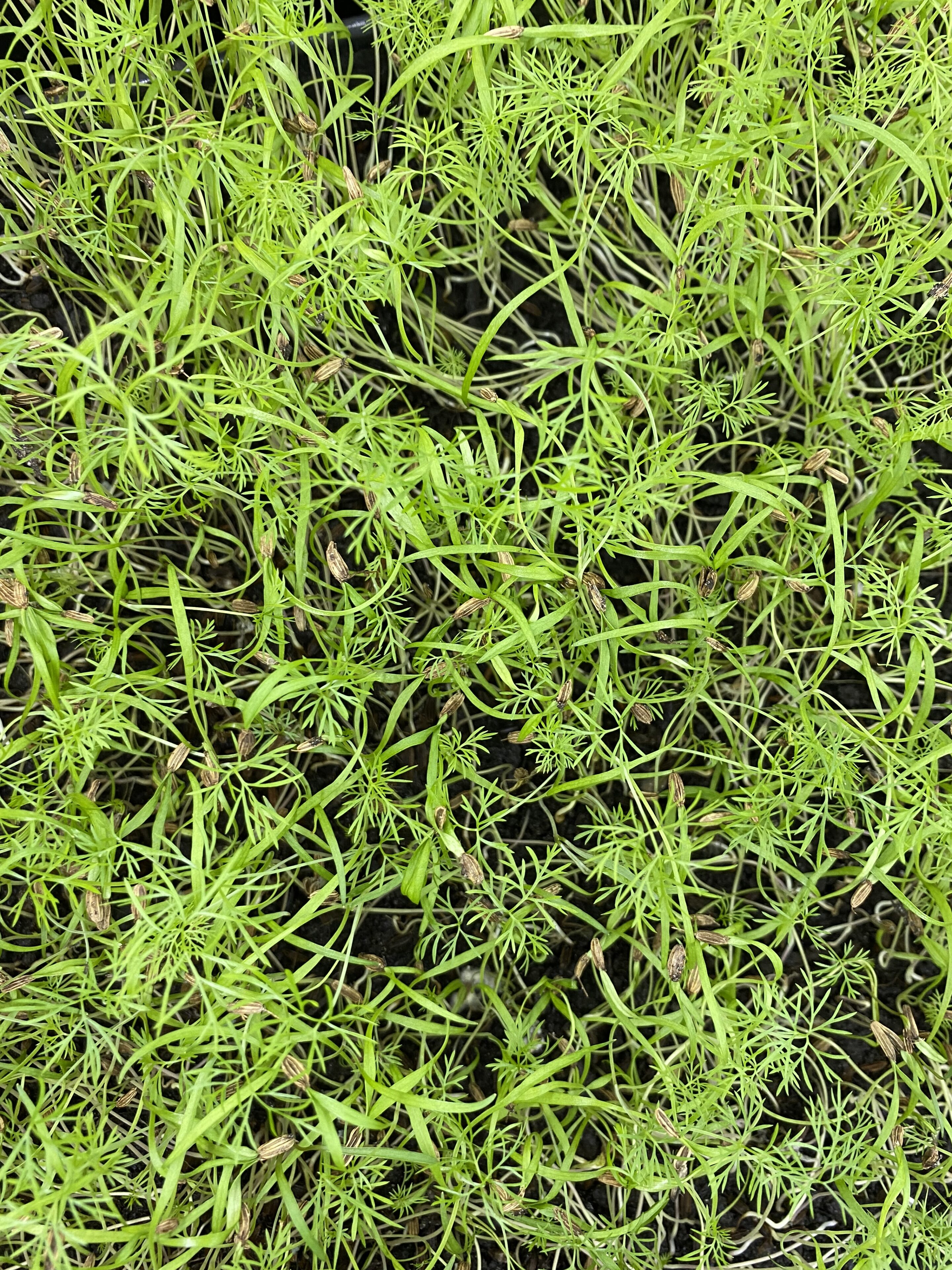 Venkel cress met aardse, anijsachtige smaak, geoogst door Stadsjochies Urban Farm