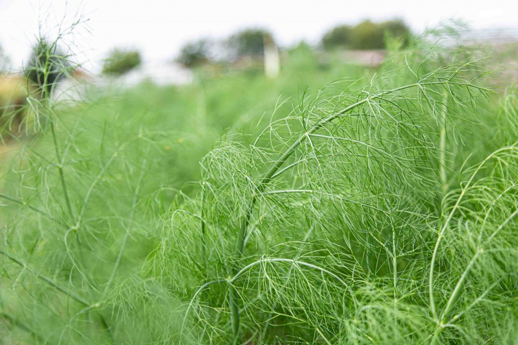 Eetbare groene venkeltops met fijn vertakte, frisgroene loof, geoogst door Stadsjochies Urban Farm