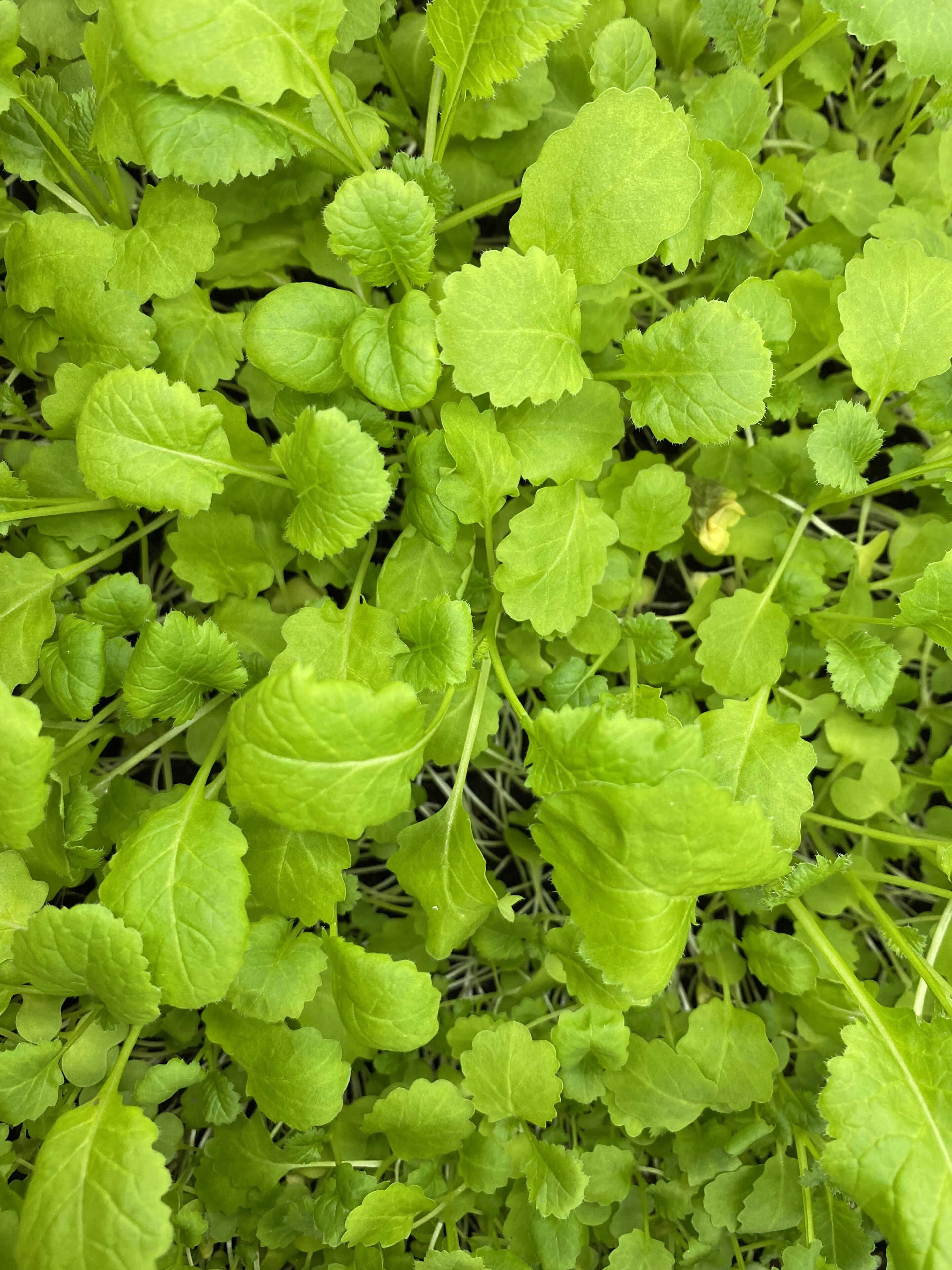 Wasabi cress met meerkleurig blad en sterke wasabismaak, geoogst door Stadsjochies Urban Farm