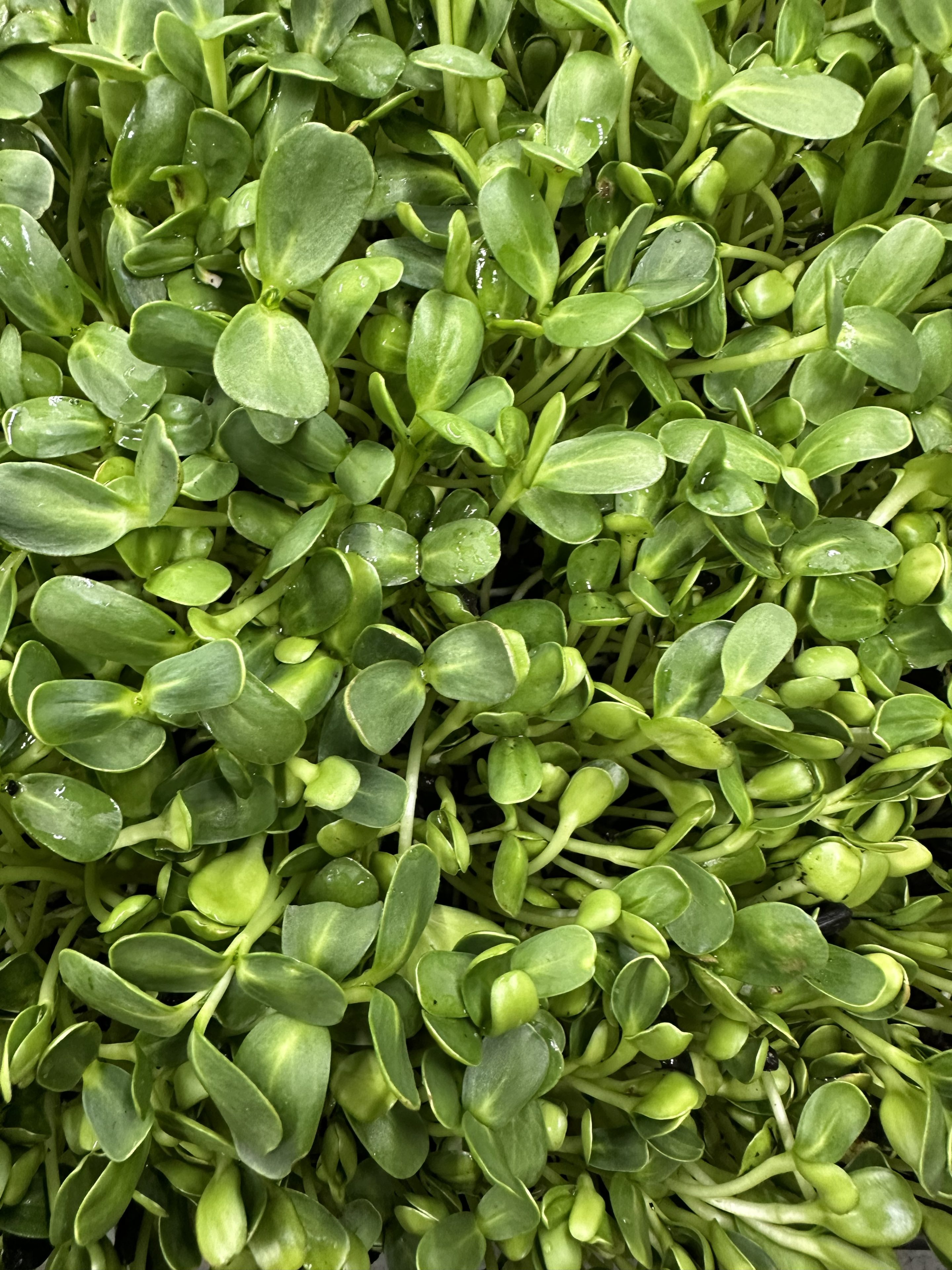Zonnebloem cress met frisgroen blad en nootachtige smaak, geoogst door Stadsjochies Urban Farm