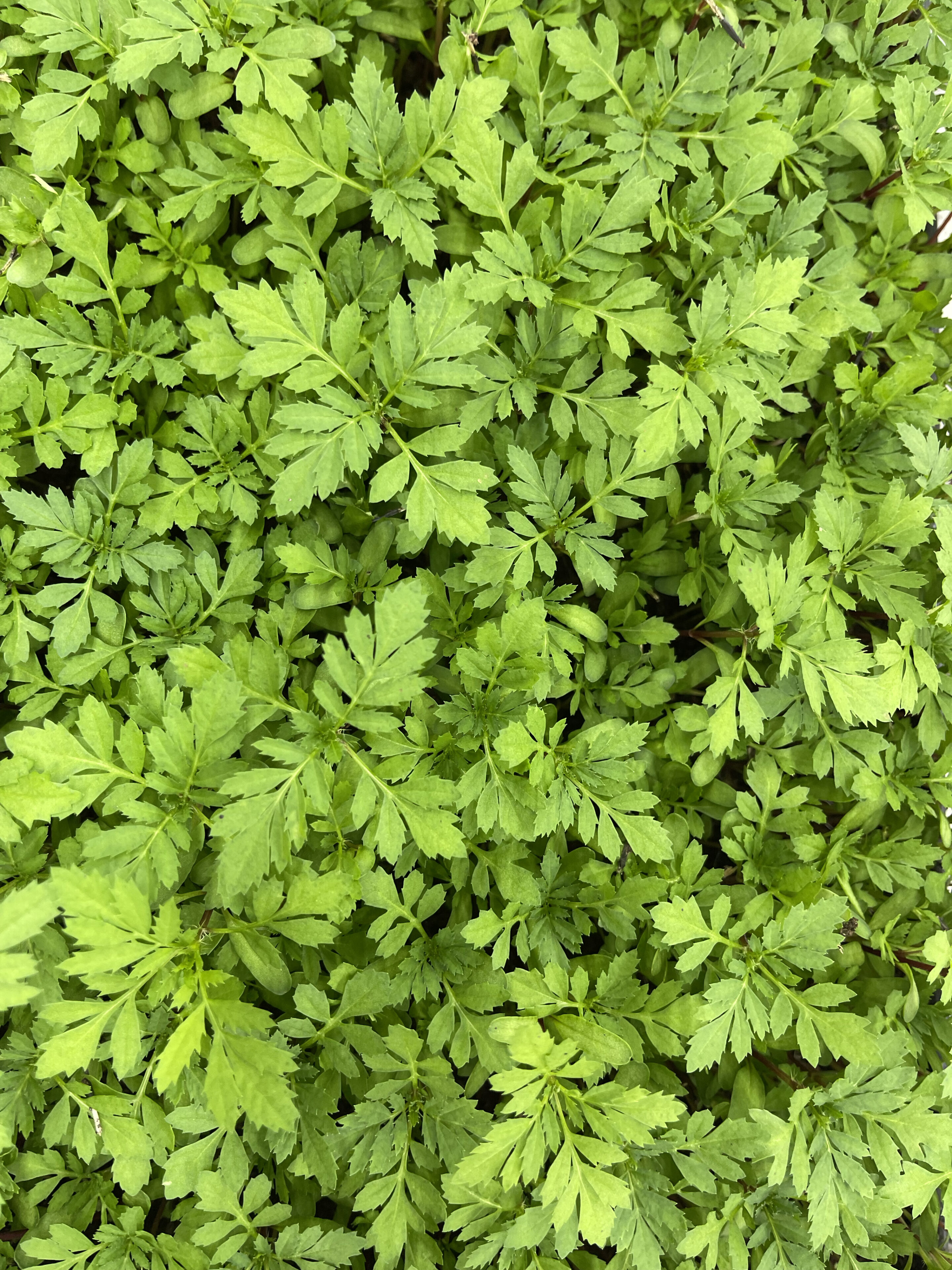 Afrikaantjes cress, fijne kruidencress, geoogst door Stadsjochies Urban Farm