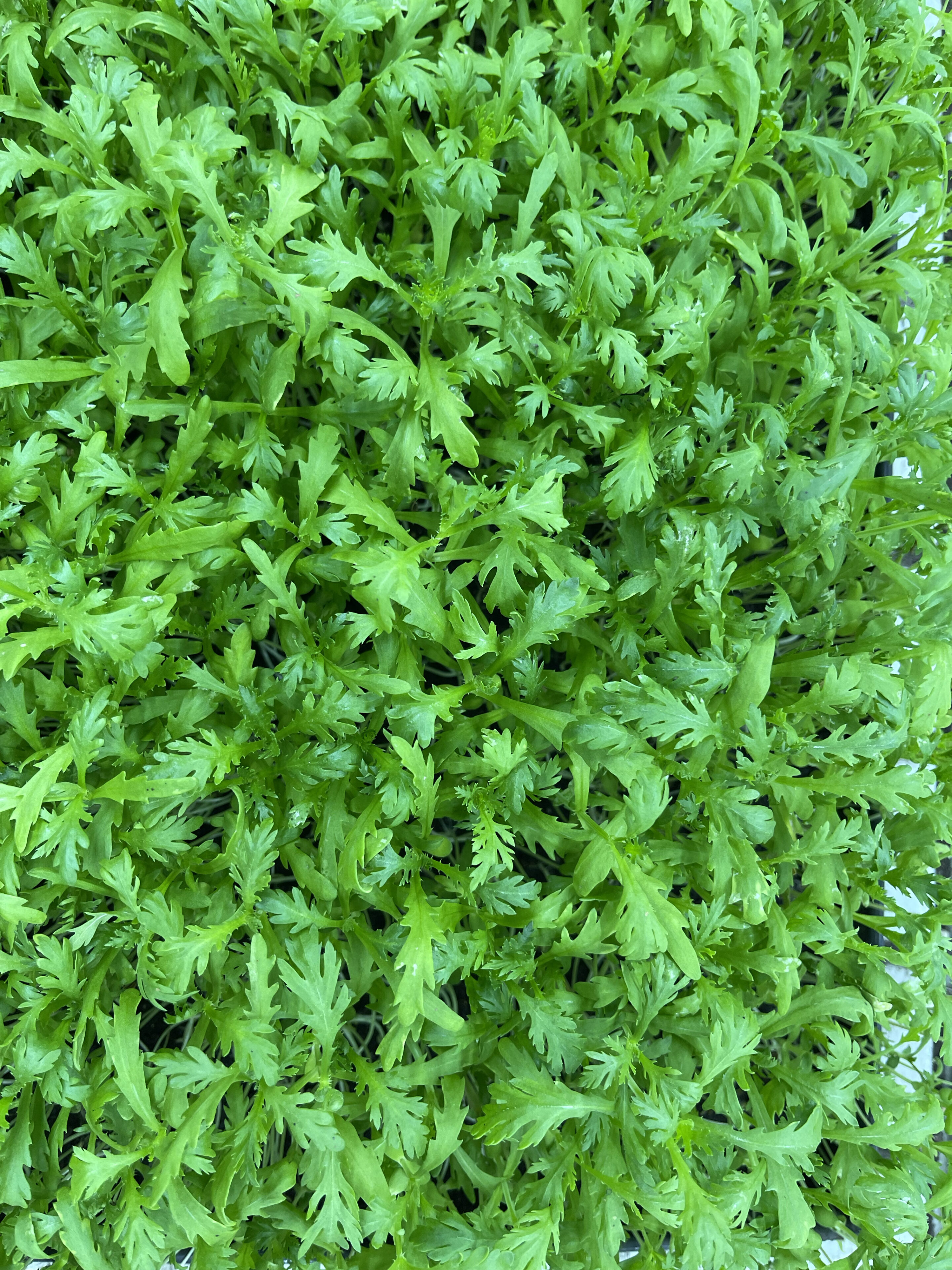 Chrysant cress met kruidig-bittere smaak, geoogst door Stadsjochies Urban Farm