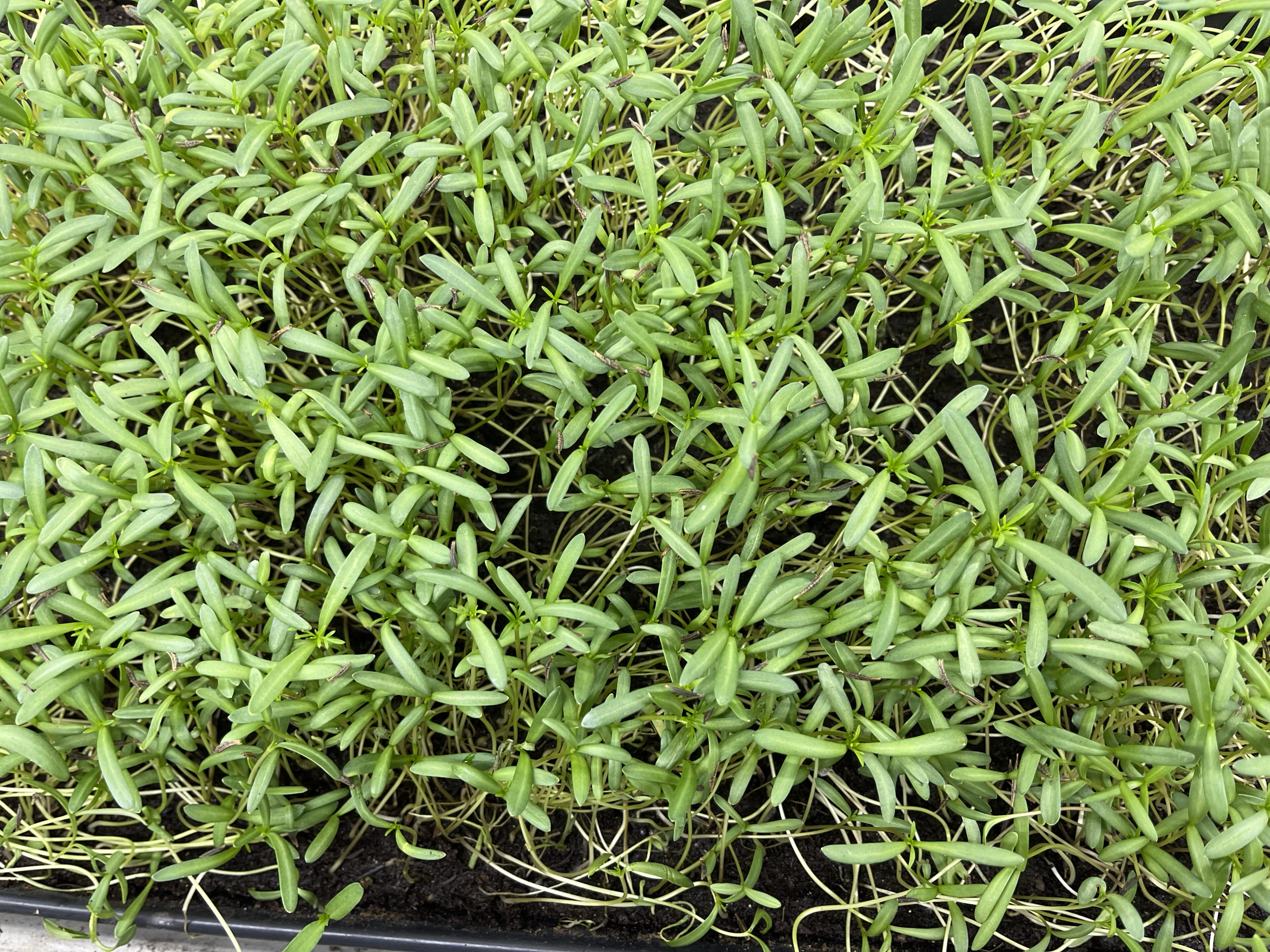 Cosmea cress met kleurrijke bloemetjes en scheuten, geoogst door Stadsjochies Urban Farm
