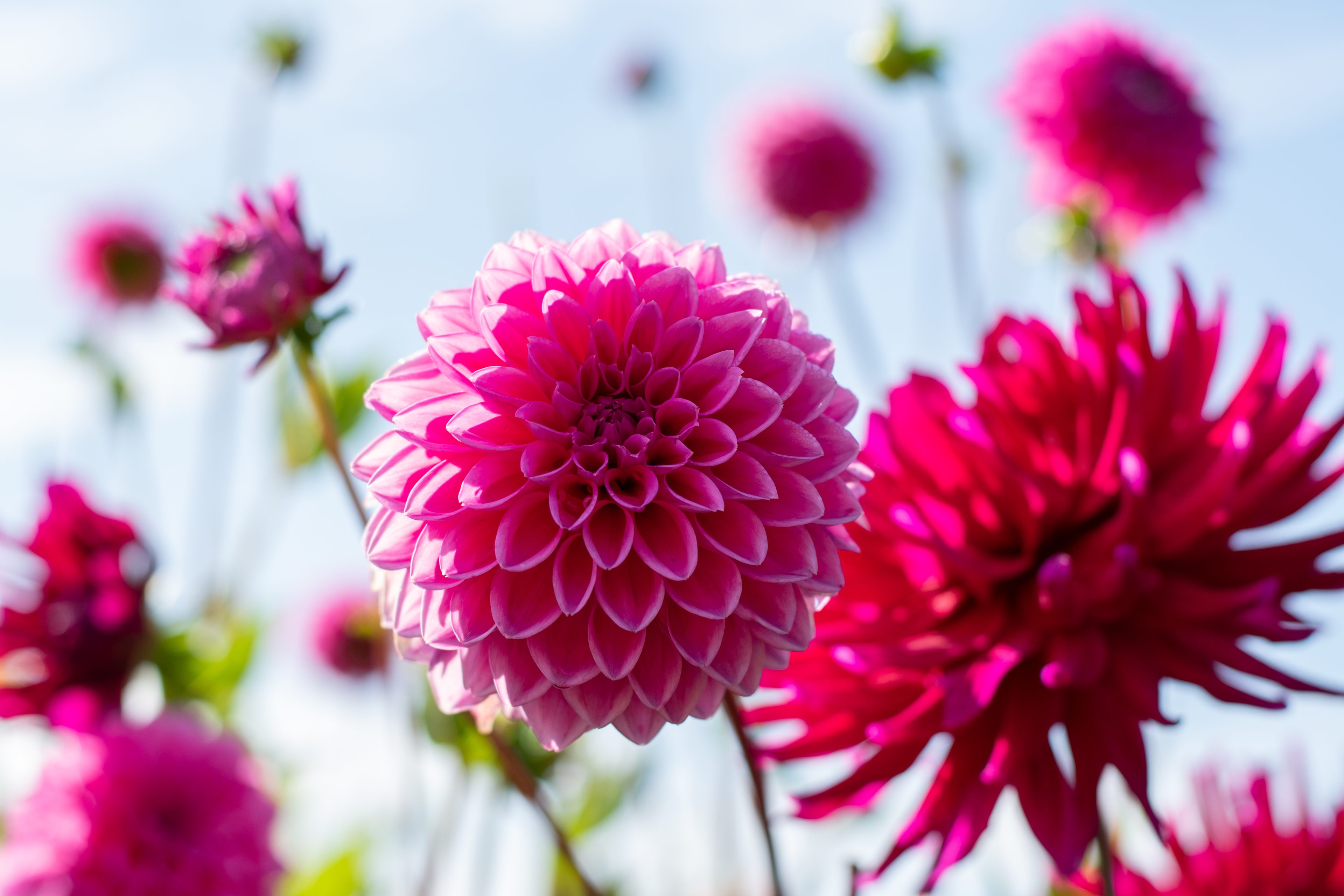 Verse eetbare bloemen.