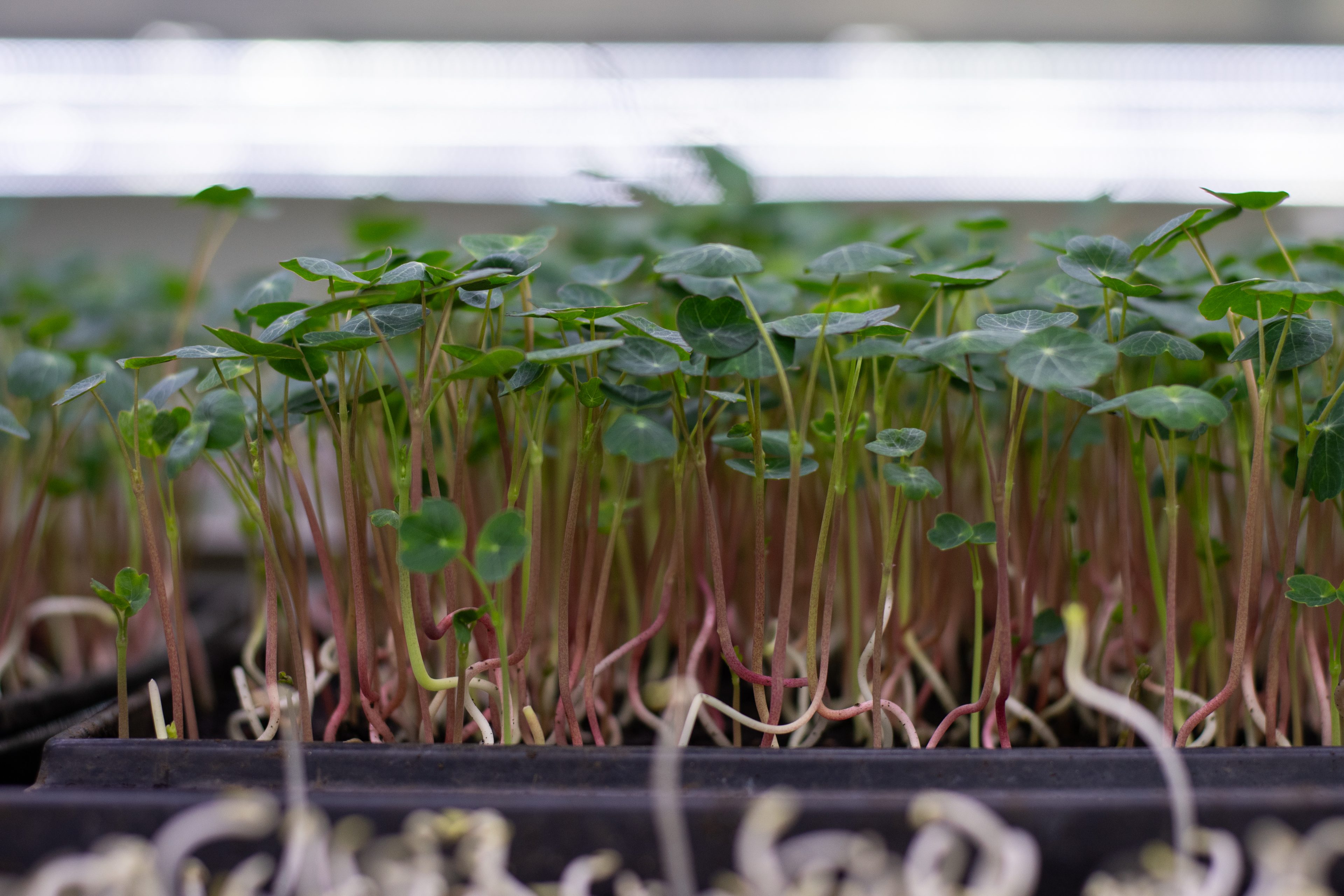 Vers geoogste OIK cress bij Stadsjochies Urban Farm