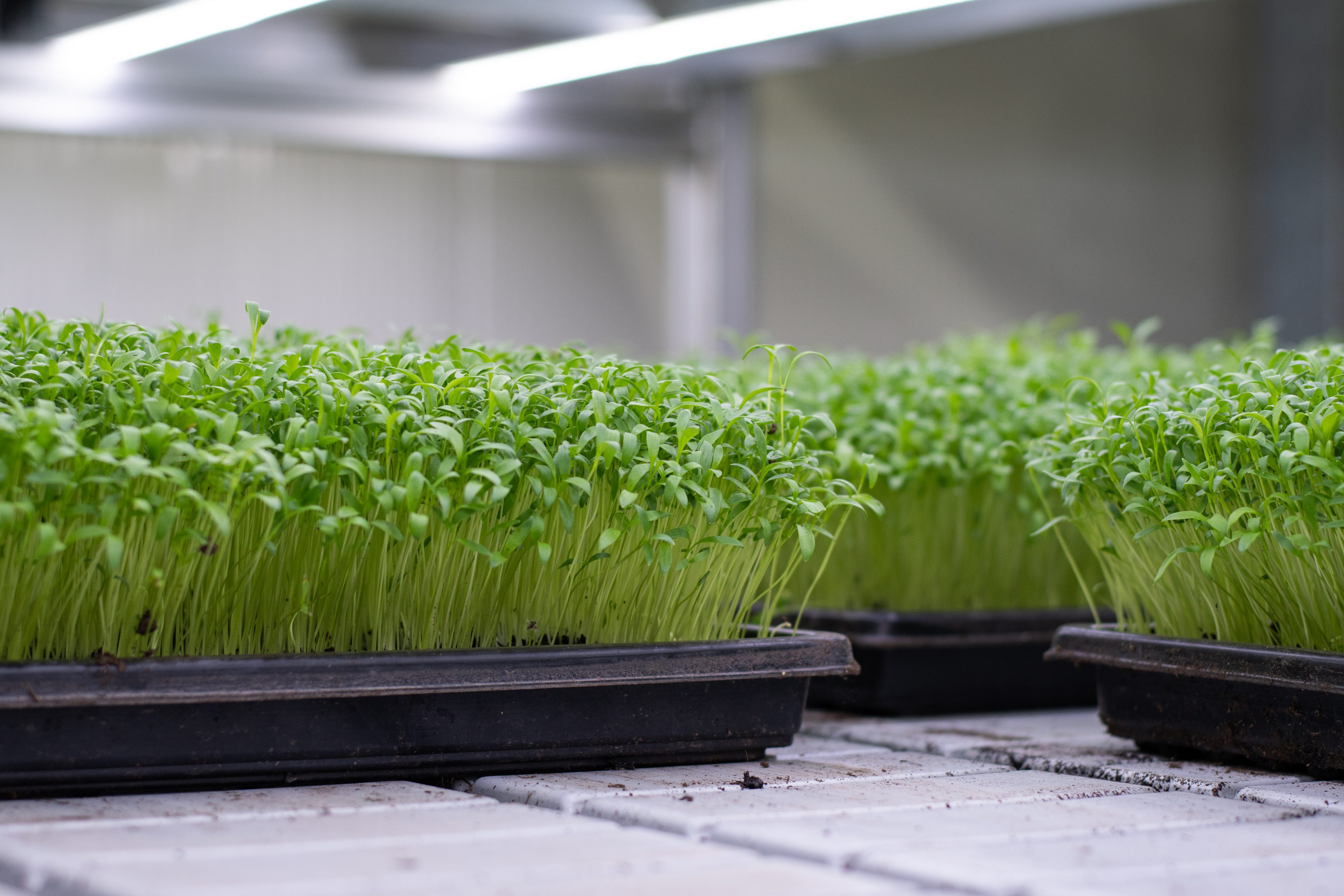 Cressen die groeien in trays op de urban farm van Stadsjochies in Utrecht