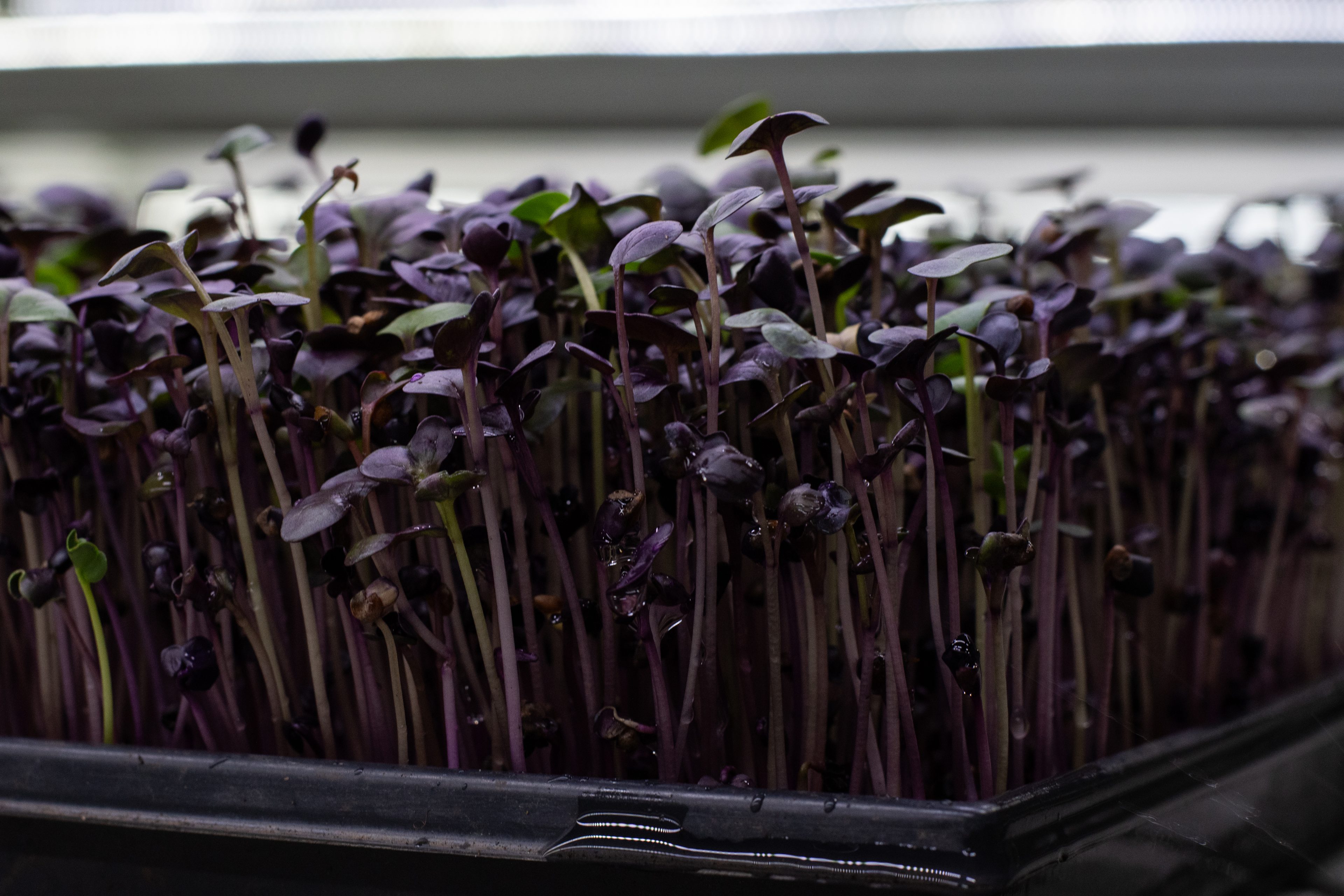 Close-up van rode daikon cress bij Stadsjochies Urban Farm