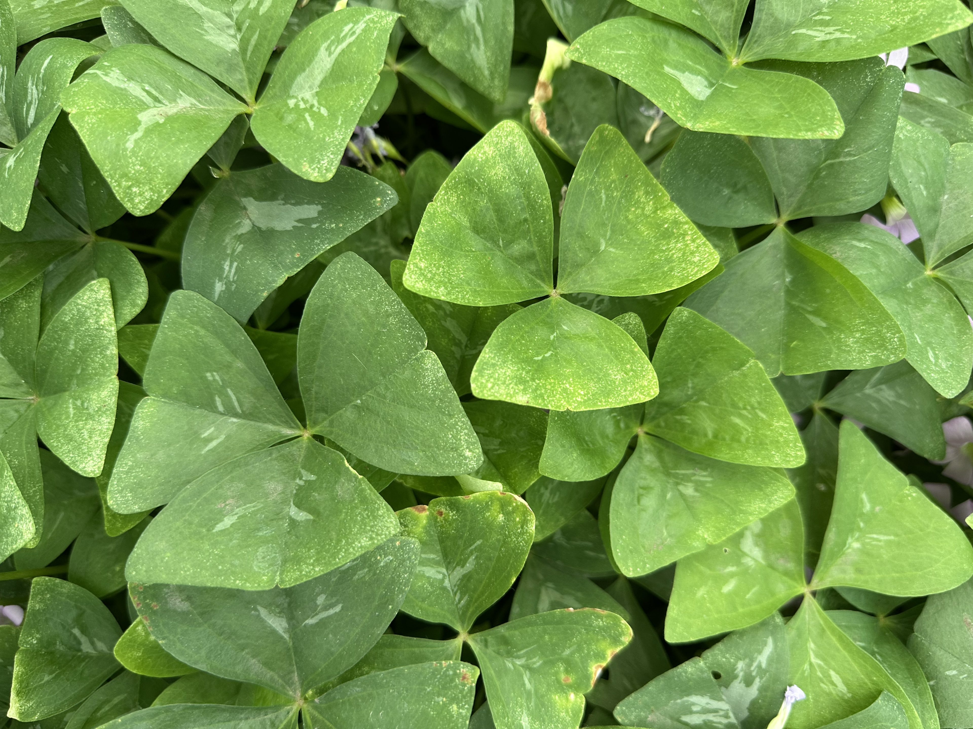 Eetbare groene oxalis bladtops met frisgroen blad en zachtroze bloempjes, geoogst door Stadsjochies Urban Farm
