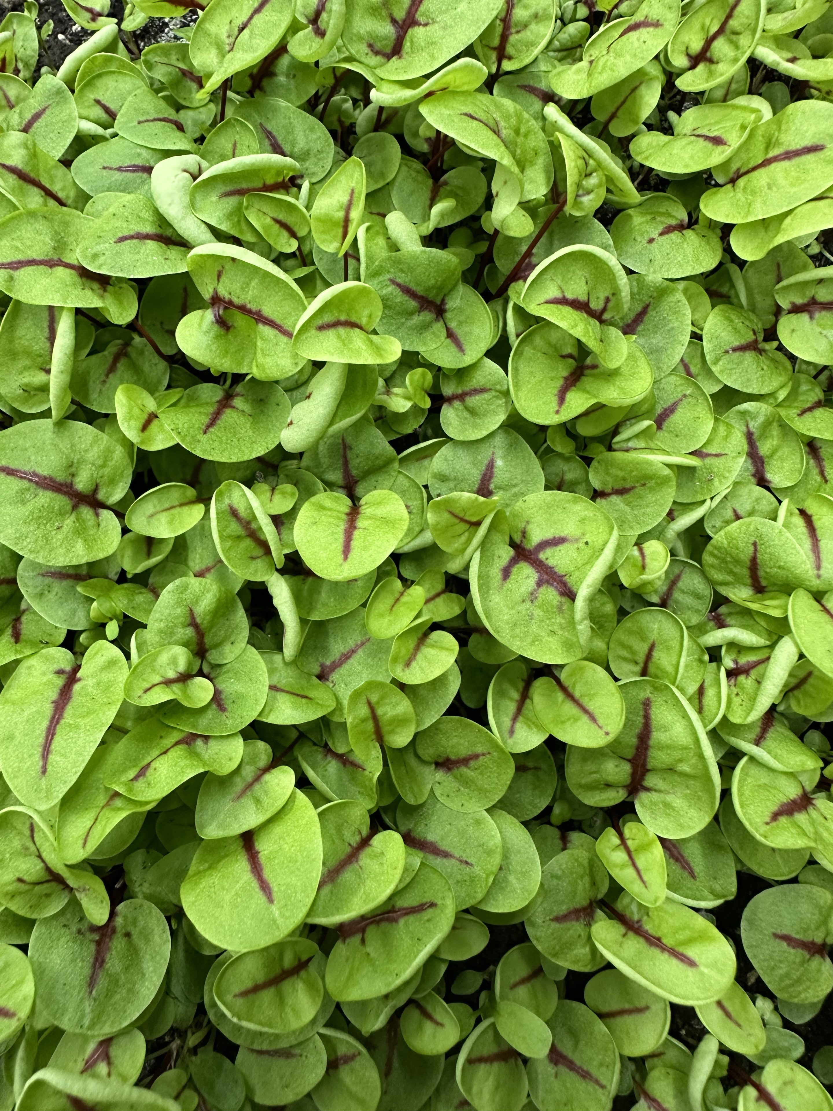 Bloedzuring cress met rode nerven en sierlijke blaadjes, geoogst door Stadsjochies Urban Farm