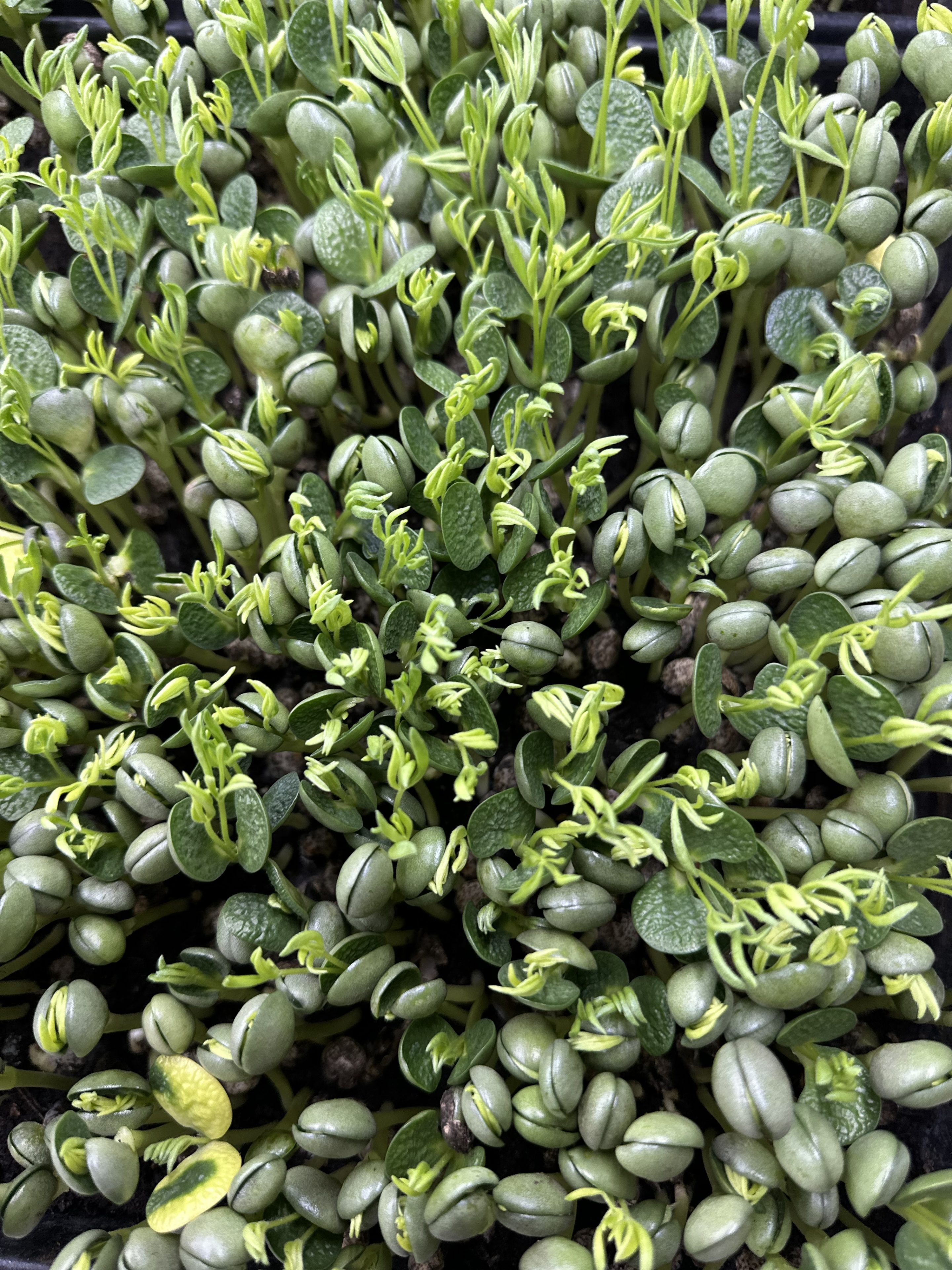 Lupine cress met stevige structuur en nootachtige smaak, geoogst door Stadsjochies Urban Farm