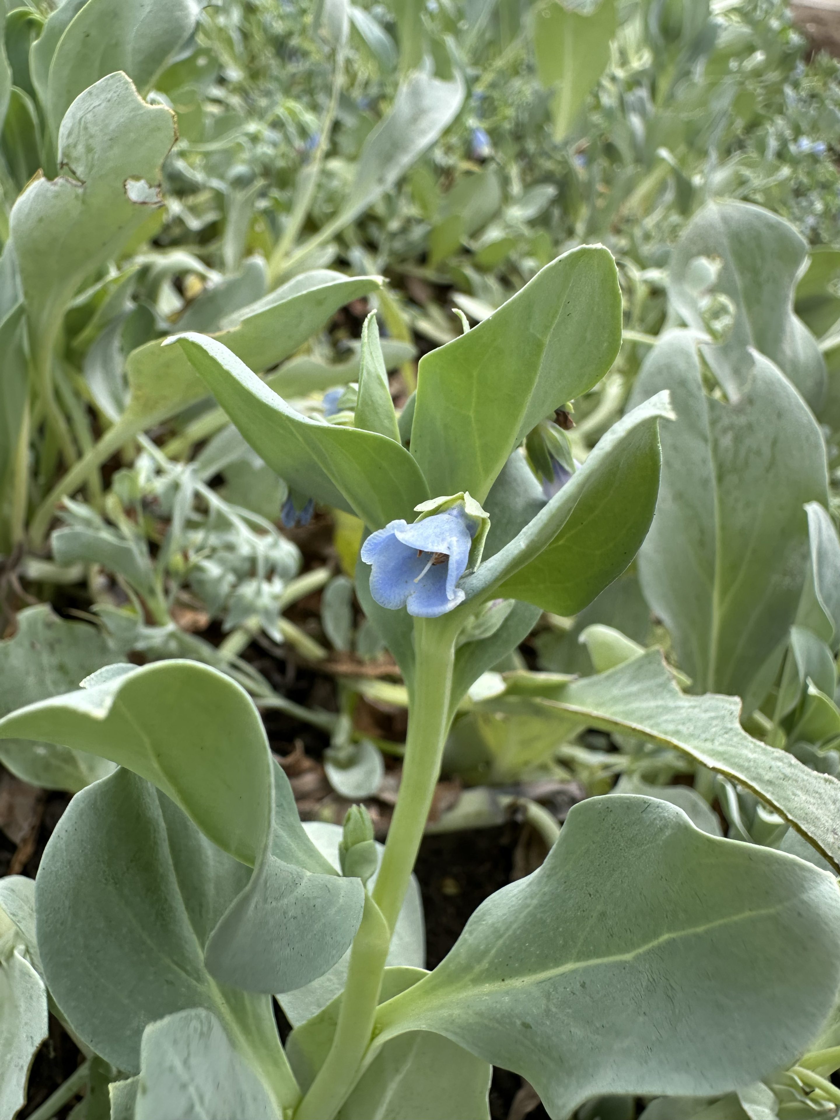 Eetbare oesterbladtops met sappige, blauwgroene blaadjes, geoogst door Stadsjochies Urban Farm