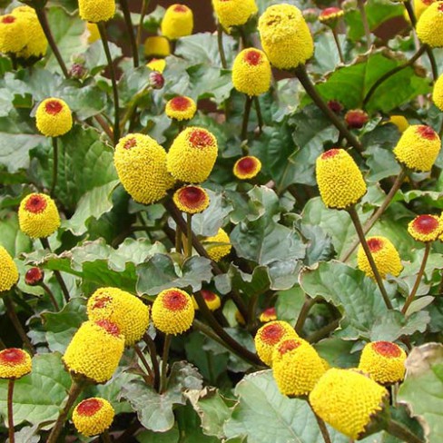 Champagneblad, kleine gele bloem met tintelend effect, geoogst door Stadsjochies Urban Farm